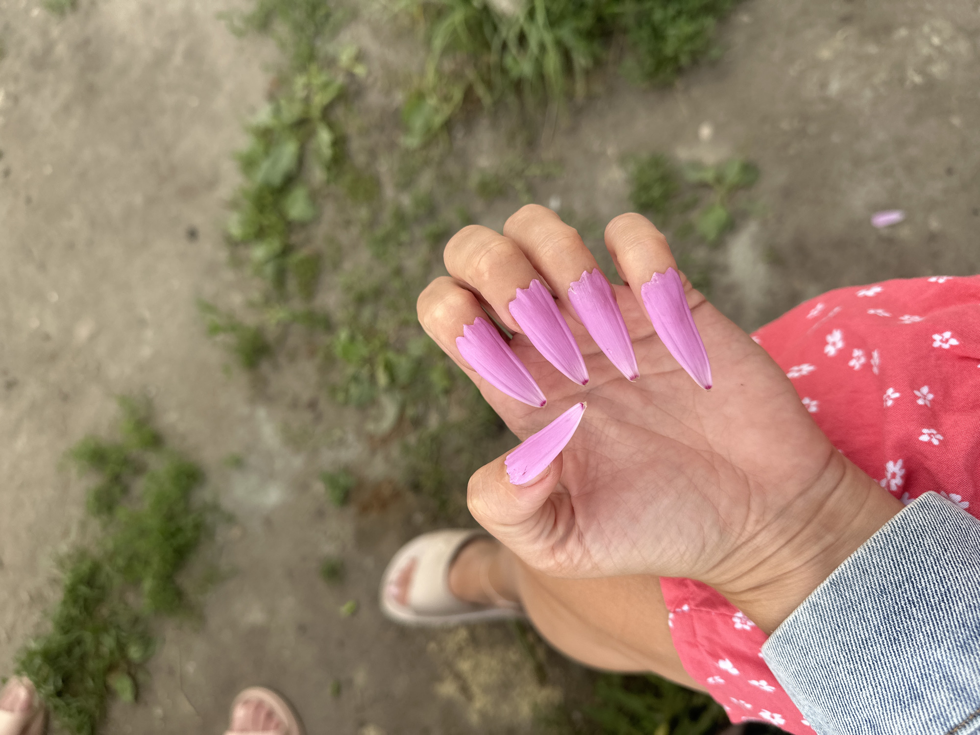 A close-up, overhead shot captures a woman's left hand adorned with long, pointed, pink fingernails that appear to be made of flower petals, possibly cosmos petals, attached to her natural nails. The hand is positioned over a pink dress with a small white floral pattern and the cuff of a denim jacket. In the background, out of focus, is a patch of green grass and a dirt path. A person's legs and beige slide sandals are visible in the lower left corner of the image. The scene is likely outdoors in Rasskazovo, Russia, given the context of the image's origin.