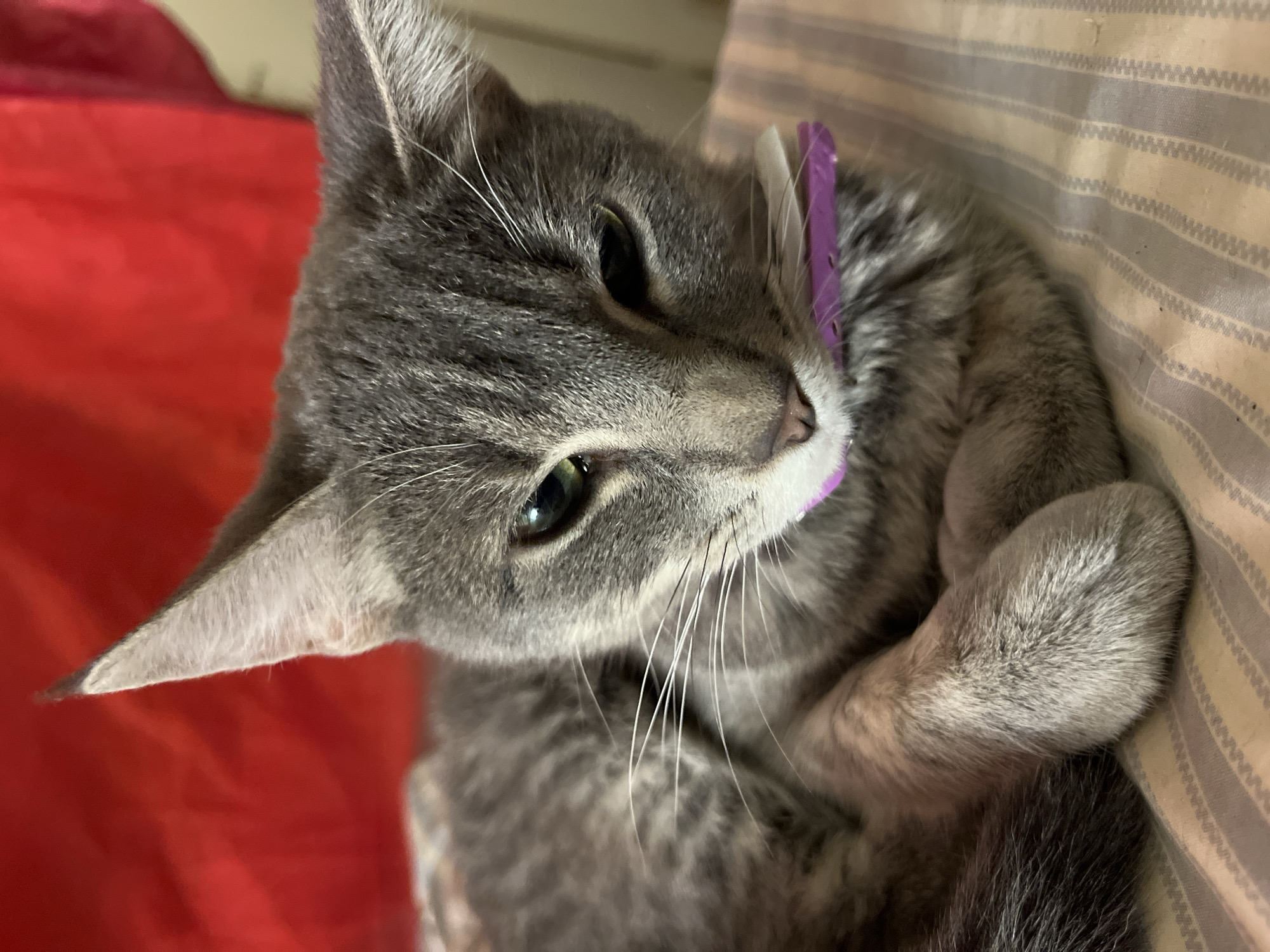 A close-up, slightly tilted portrait captures a grey tabby cat lying down, looking upwards and to the left. The cat has greenish-yellow eyes, and its fur displays characteristic grey stripes and patterns, with white fur around its mouth and chin, from which numerous long, white whiskers extend. A bright purple object, likely part of a collar or tag, is visible near its neck. One ear is prominently featured on the left, detailed with fine grey fur.
The background on the left consists of a soft, blurry red surface, possibly a blanket or cushion. To the right and behind the cat, a striped fabric is visible, featuring light beige and grey stripes with a noticeable woven texture, suggesting it could be bedding or upholstery. The lighting is soft and appears to be indoors. The cat exhibits a calm and relaxed demeanor, seemingly in a state of rest or quiet observation. No visible text or specific location cues linking the scene to Buenos Aires are present in the image.