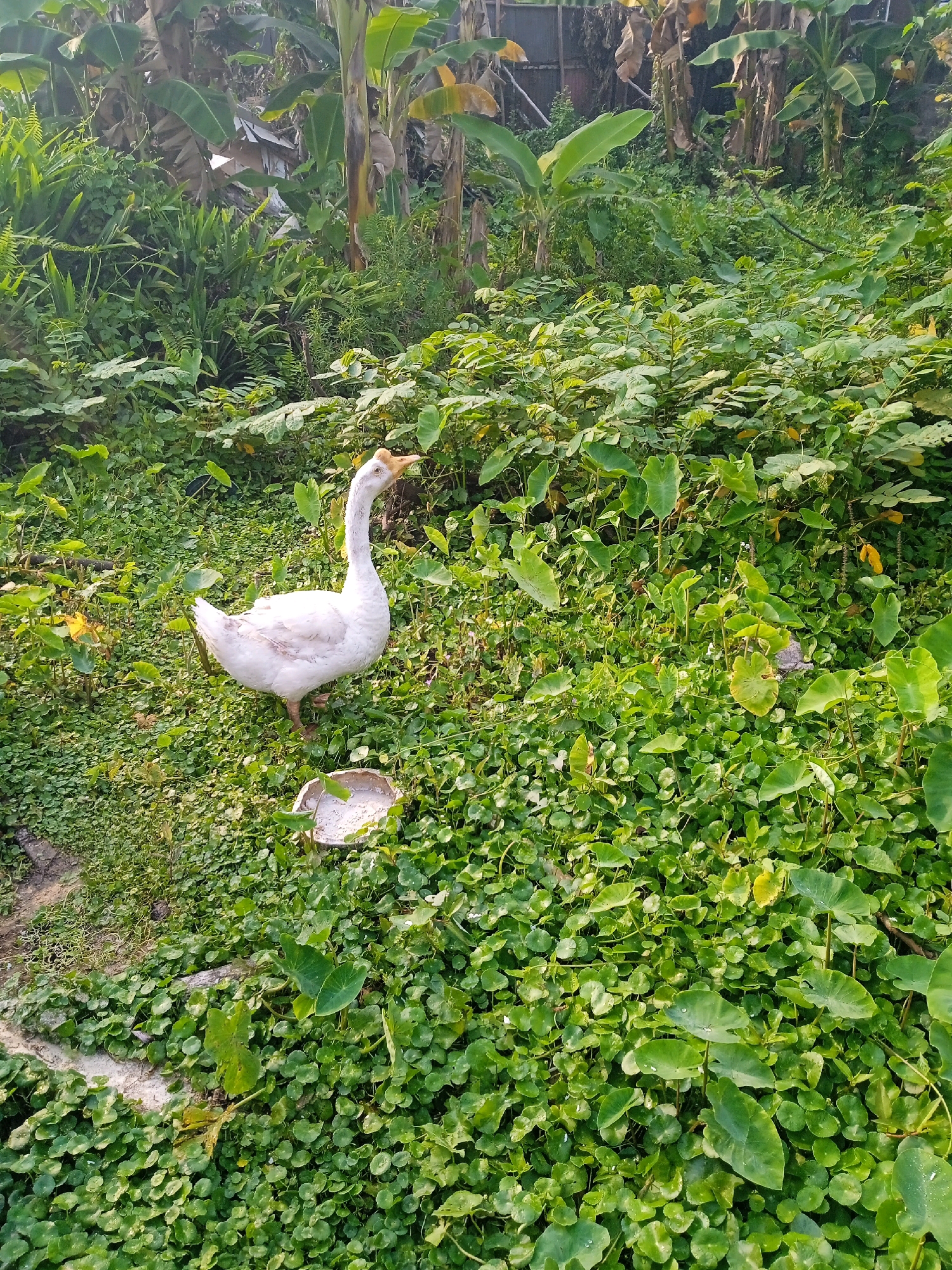 A white goose stands in lush green vegetation with banana trees in the background. The goose is facing left with its head tilted up and its beak open. There is a small, light-colored bowl on the ground in front of the goose. The scene appears to be outdoors in a natural setting. The presence of banana trees suggests a tropical or subtropical environment. Banjarmasin, Indonesia, is known for its humid tropical climate and abundant vegetation, making this a plausible location. The image depicts a serene moment in nature, with the goose as the central subject.