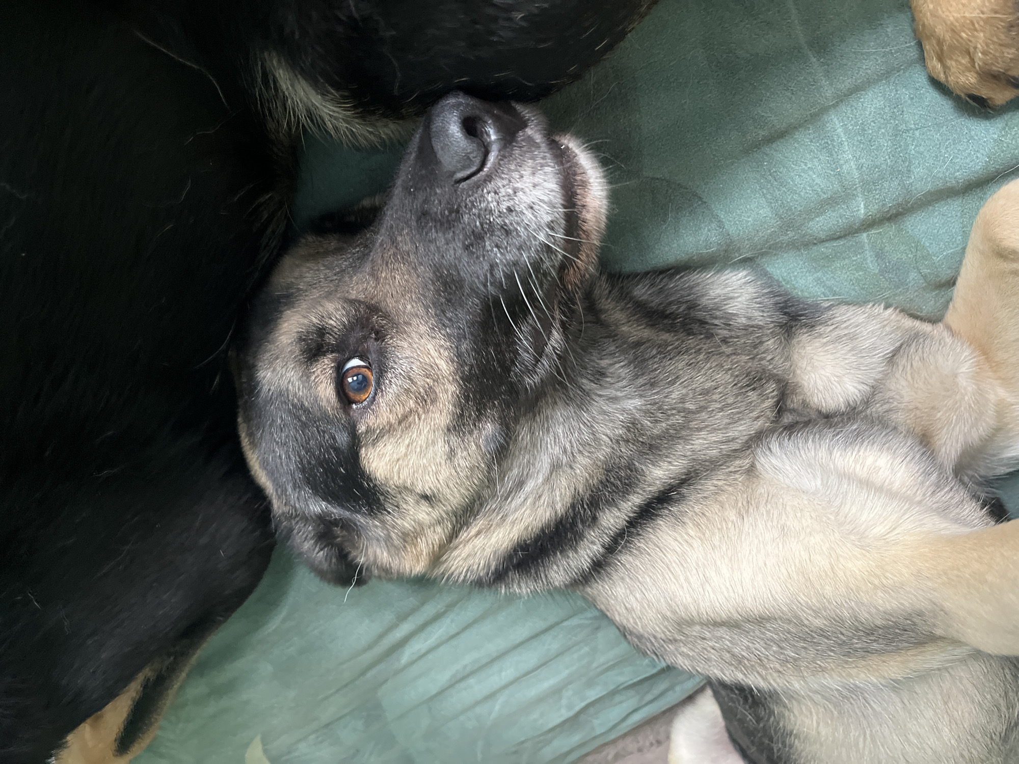 A close-up, high-angle shot shows a German Shepherd dog lying on a teal-colored surface, likely a blanket or bedspread. The dog is positioned on its side, with its head turned towards the camera. The dog's fur is a mix of tan, gray, and black, with distinct stripes on its face and ears. Its eyes are a warm brown color, and its nose is black and moist. A second dog, predominantly black, is partially visible to the right of the frame, with its fur touching the German Shepherd's head. The lighting is soft and natural, creating a relaxed and intimate atmosphere. The image appears to have been taken indoors, in a domestic setting. There is no indication of the specific location within Nizhny Tagil, Russia, as no identifying landmarks or context are present.