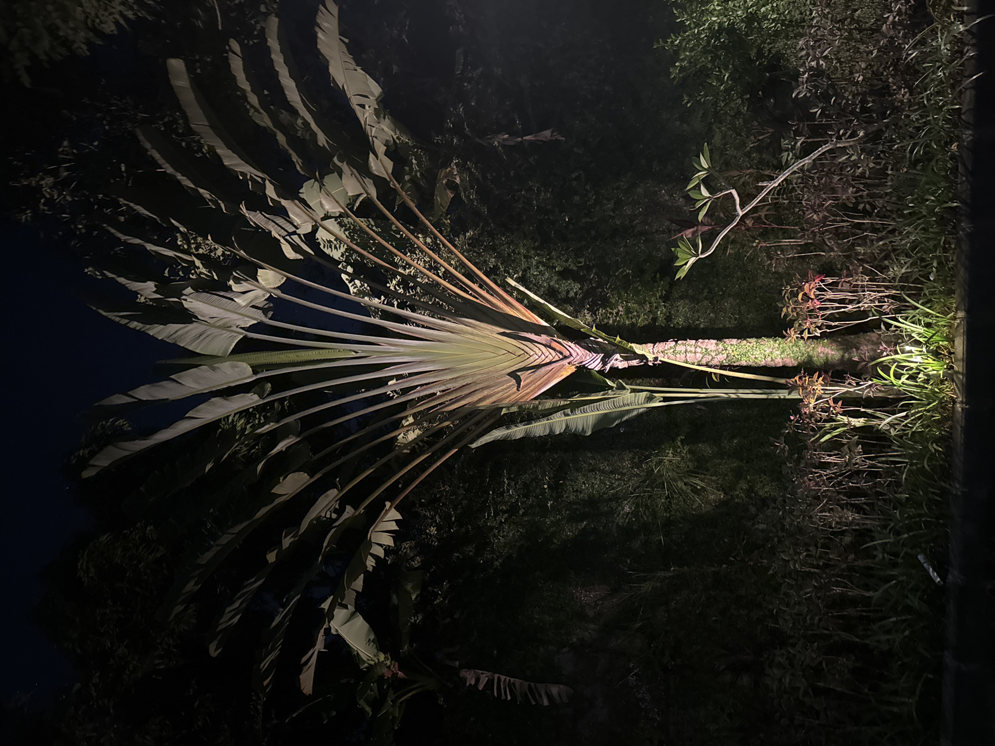 The image captures a scene at night in Kuta Selatan, Indonesia, featuring a large traveler's palm tree (Ravenala madagascariensis) dominating the frame. The fan-like leaves spread out from the trunk, illuminated by an unseen light source. Adjacent to the base of the tree, ground cover vegetation, including leafy plants, is present. The overall environment suggests a garden or outdoor space, observed under dim lighting.