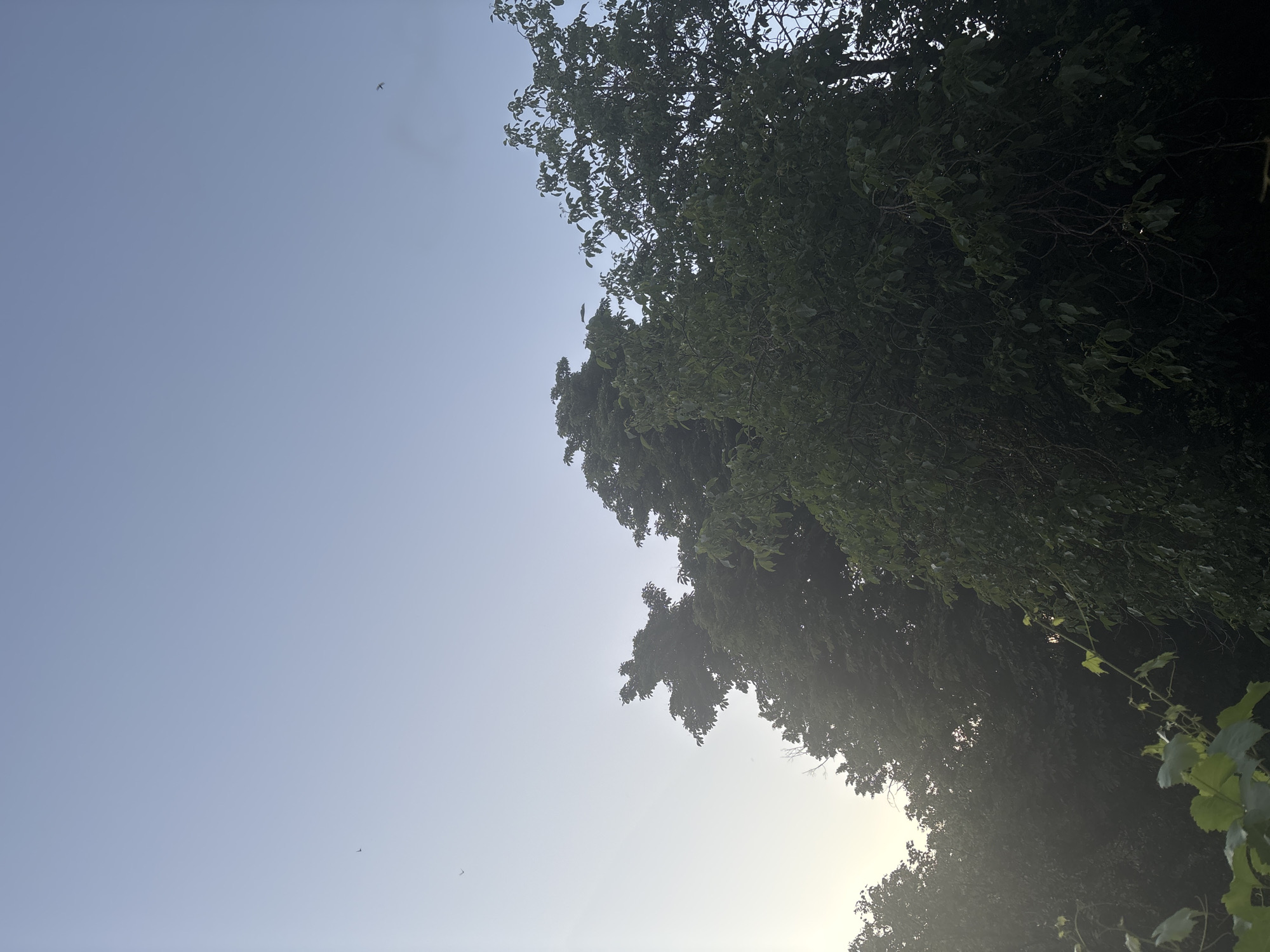 The image shows a view looking up at trees and the sky. The sky is a pale blue, with a slight haze or fog present, particularly on the left side where the sun appears to be rising or setting. There are at least three birds visible in the sky, appearing as small dark silhouettes.
The foreground and midground are dominated by the dense green foliage of several trees. The leaves are varied in size and shape, suggesting different types of trees. The lighting indicates it is either early morning or late evening, as the light is soft and diffused, with some areas of the trees appearing shadowed and others catching the light. In the very bottom left corner, there are some green leaves that appear to be from a different plant, possibly a vine, in closer focus.
The overall impression is of a natural, outdoor scene, likely in a park or wooded area, away from urban development. There are no visible signs of human activity, structures, or any identifying landmarks of a specific city or location.
