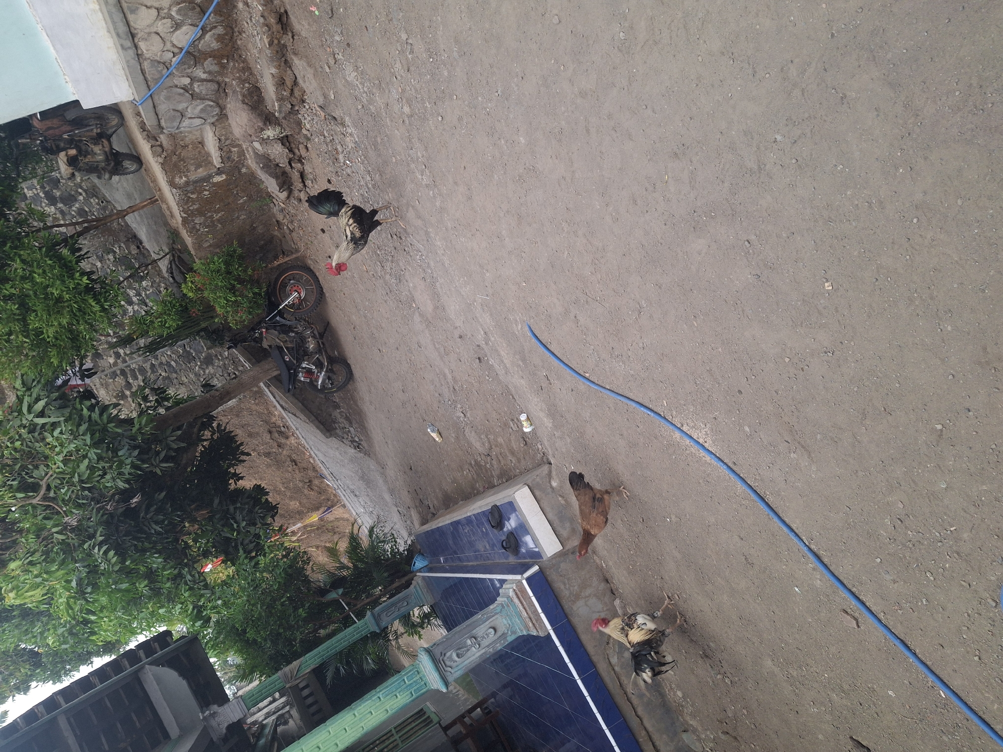 The image depicts an outdoor scene in Muncar, Indonesia, characterized by a dirt ground and several chickens. In the foreground, two chickens are visible: one rooster with a black, white, and tan plumage, and a brown hen. To the left of the chickens, a building with blue tiled flooring and decorative green pillars is partially visible. Behind the building, a dirt path slopes upwards towards a retaining wall made of stones. Trees with dense green foliage are scattered throughout the scene, with one large tree dominating the upper left portion. Two motorcycles are parked further up the slope. A blue hose runs diagonally across the dirt ground from the bottom left to the middle right of the frame. The overall environment suggests a rural or semi-rural residential area.