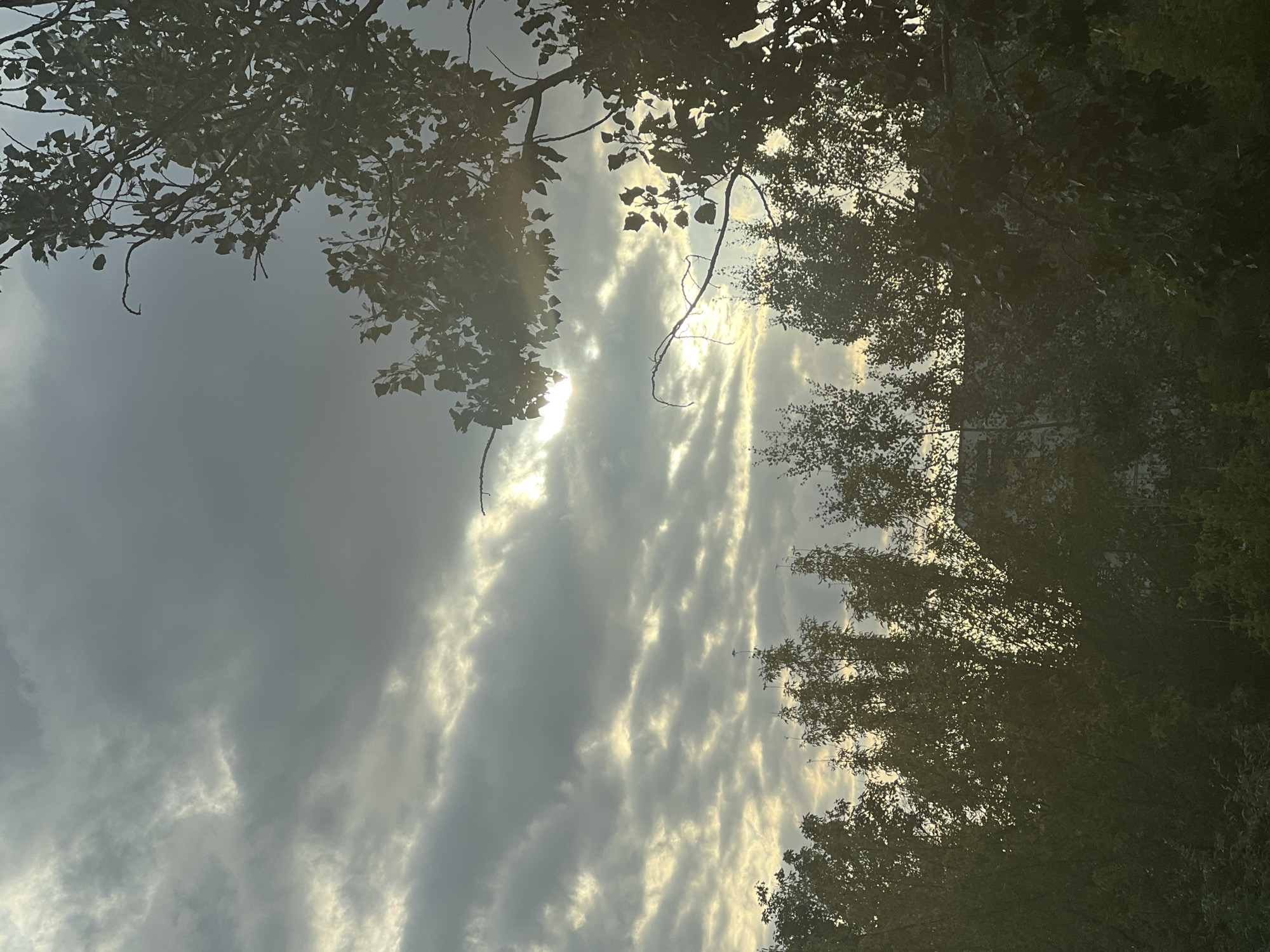 The image captures a cloudy sky with patches of sunlight breaking through, seen above a dense line of trees. The sun's rays create a hazy glow in the upper right and central portions of the sky. Silhouetted trees, with foliage and branches visible, form a dark band across the lower third of the image. The overall impression is that of an overcast day, possibly late afternoon or early morning, with the sun attempting to penetrate the cloud cover. The location is not specified in the image data.