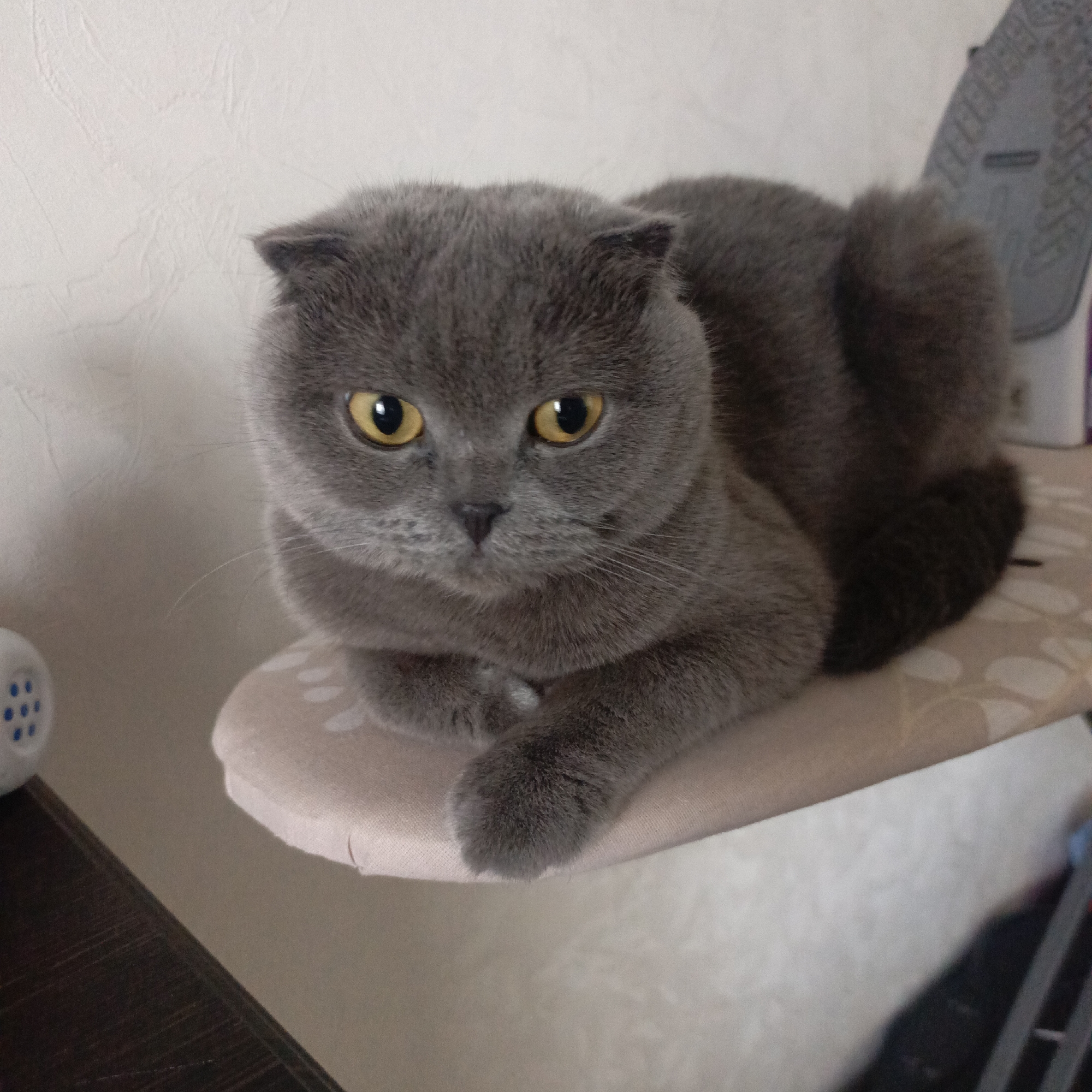 A fluffy, grey Scottish Fold or British Shorthair cat is the central subject of the image, captured in a close-up, slightly elevated shot. The cat has dense, short grey fur and distinctive folded ears, characteristic of the Scottish Fold breed. Its prominent, piercing yellow eyes stare directly forward, conveying a calm and focused expression. Its nose is black, and faint whiskers are visible. The cat is sitting upright but relaxed, with its front paws tucked neatly together, resting on a surface. Its tail, a darker shade of grey, is curled behind it.
The cat is positioned on what appears to be the rounded end of an ironing board, which is covered with a light, patterned fabric featuring subtle white circles on a beige or pale pink background. To the left of the cat, a small, white, cylindrical object with blue circular patterns (possibly a plastic container or part of a toy) is partially visible. Further left and towards the bottom, a dark brown wooden surface, possibly a table or shelf, is visible. In the background, a light-colored wall with a subtle textured pattern, resembling wallpaper, serves as the backdrop. On the far right, behind the cat, a dark, indistinct object, possibly an iron or part of an ironing board stand, is partially visible. The lighting is soft and even, suggesting an indoor setting. There is no visible text in the image.