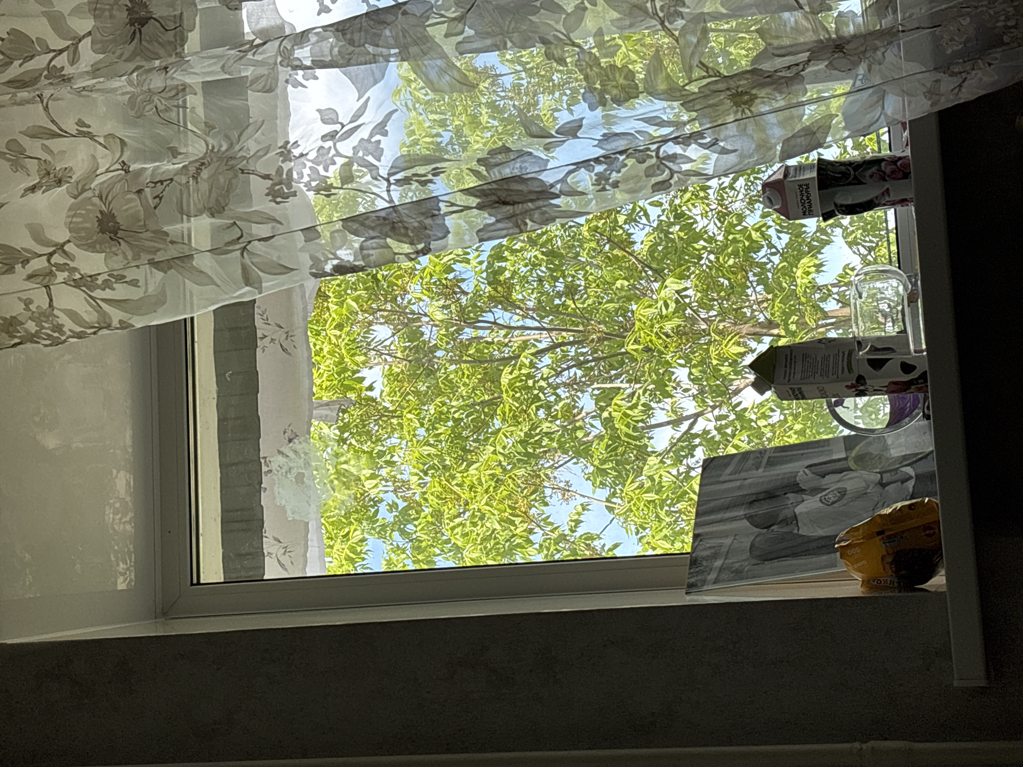 A view from inside a building, looking out through a window. Floral patterned curtains partially obscure the view. Beyond the window is a tree with bright green leaves against a blue sky. A window sill is cluttered with several items, including a carton of juice, a drinking glass, a framed picture, and a bag of food. The scene is mostly in shadow. The location appears to be in an urban environment.