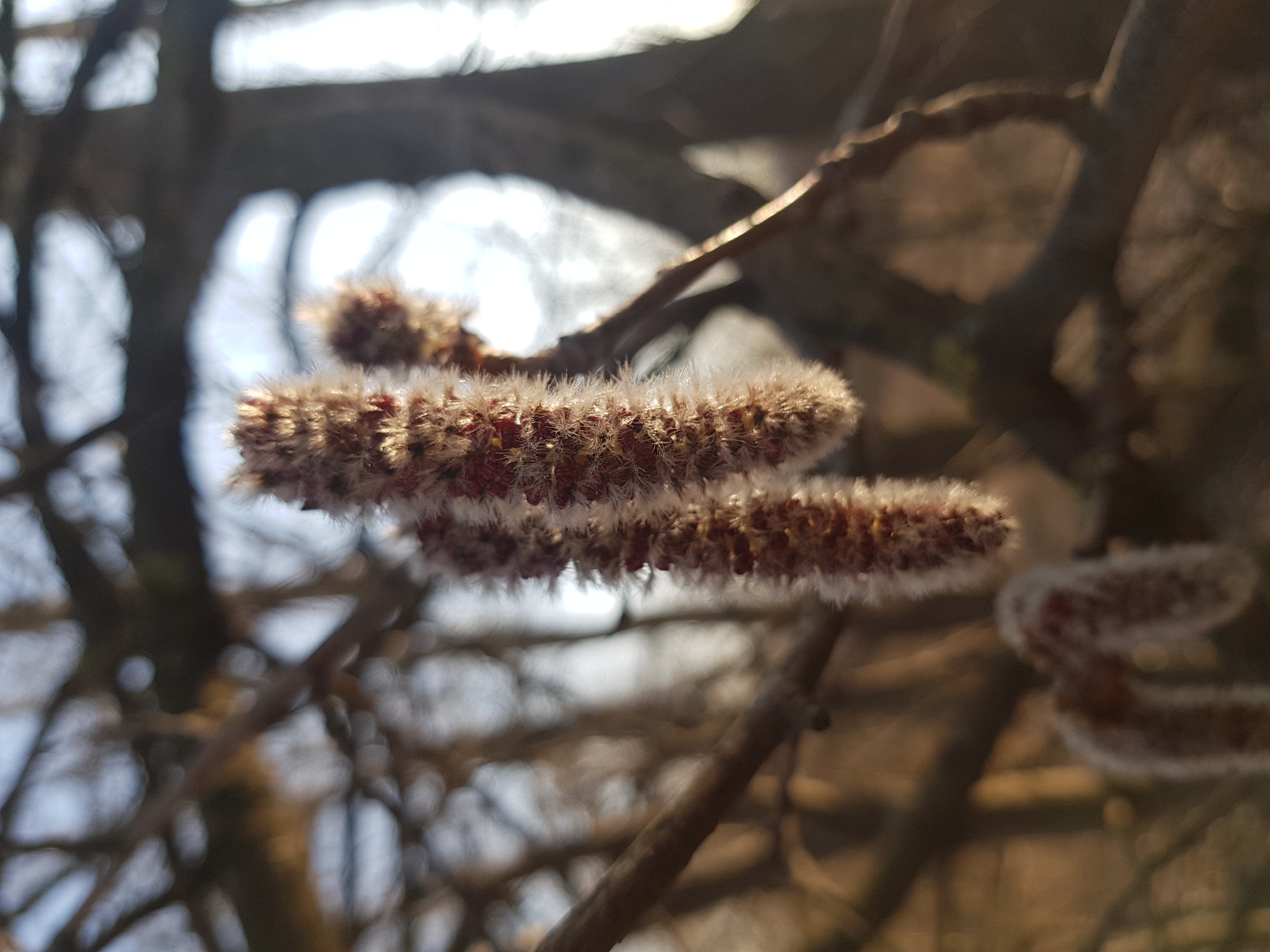 A close-up shot shows the fuzzy, brown and white catkins of a tree, likely a willow or similar species, in a soft-focus setting. Thin, brown branches extend around the catkins, suggesting a natural, outdoor environment. The blurred background includes hints of sky and other tree branches, indicative of a wooded or park area. The location is specified as Saint Petersburg, Russia, though the image itself provides no direct confirmation of this.