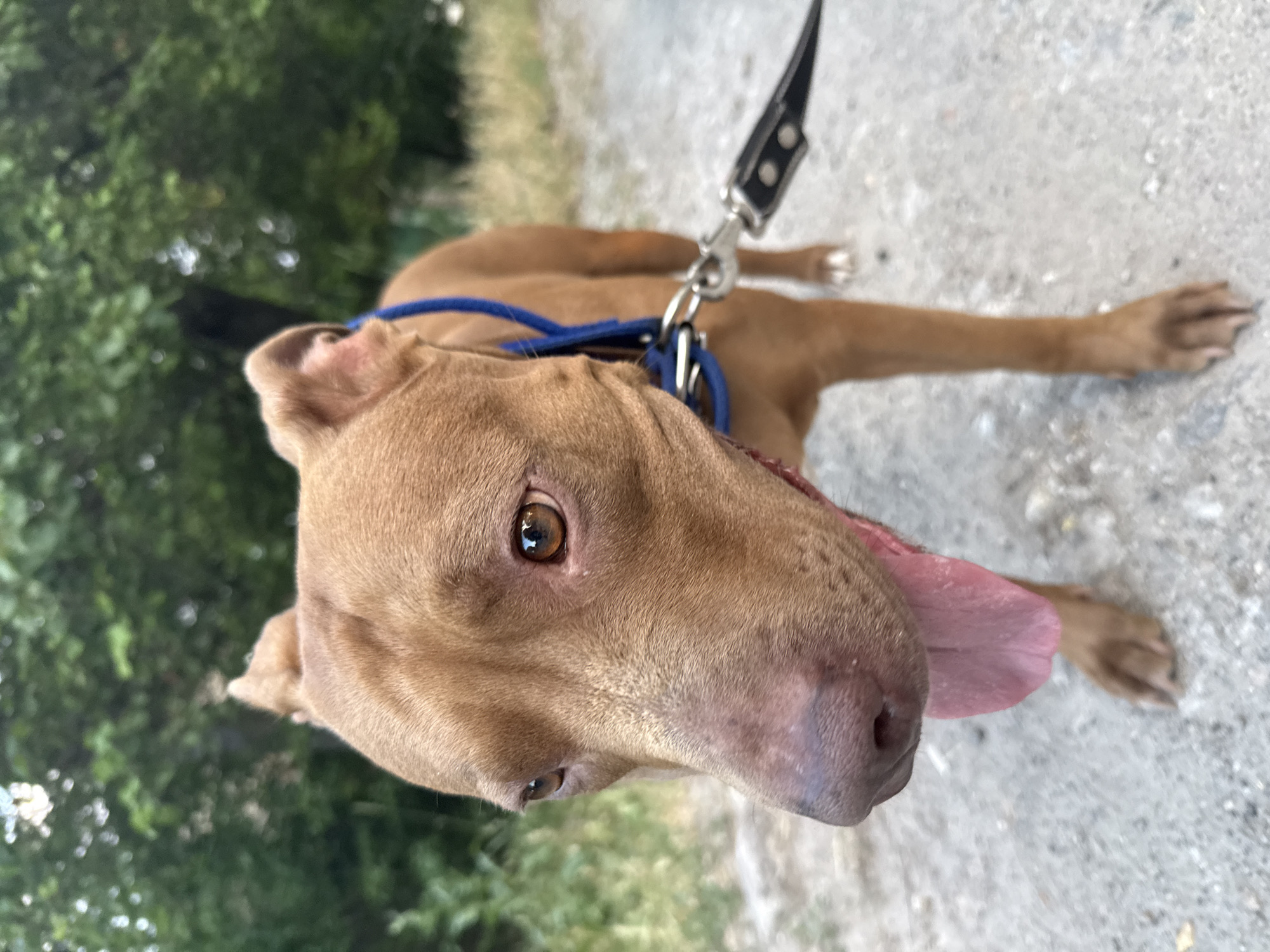 A pit bull dog with brown fur is lying down on a concrete path, its head tilted upwards towards the camera. The dog's mouth is open, with its pink tongue hanging out. A blue collar and leash are visible around its neck, and the leash is attached to a black handle. The background is blurred, showing green foliage and what appears to be more concrete or gravel. The lighting suggests it is daytime, possibly outdoors. There is no visible text in the image. The dog appears relaxed and possibly panting, a common behavior in warm weather or after exertion.