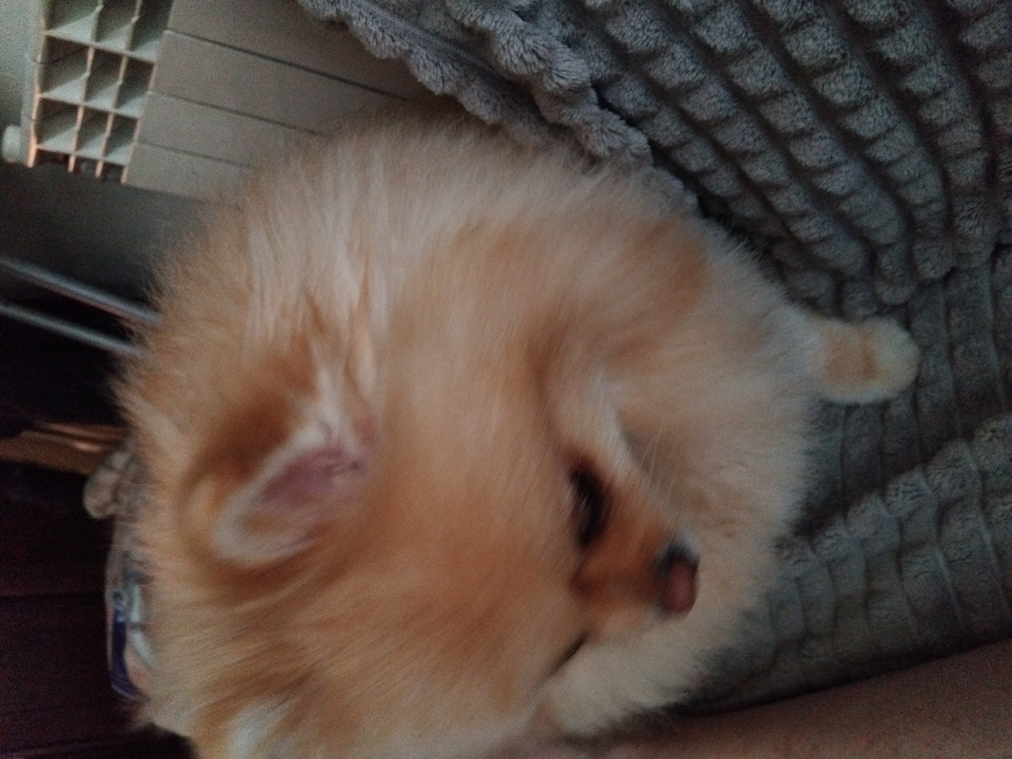 A Pomeranian dog is resting on a gray textured blanket. The dog is light orange in color and has a fluffy coat. Its eyes are partially closed, and its nose is visible. The dog appears to be relaxed. The background is blurred but shows what looks like a radiator on the right side and a dark wooden surface on the left. The scene is indoors, likely a residential setting. The specific location in Apriltsi, Bulgaria cannot be determined from the image alone.