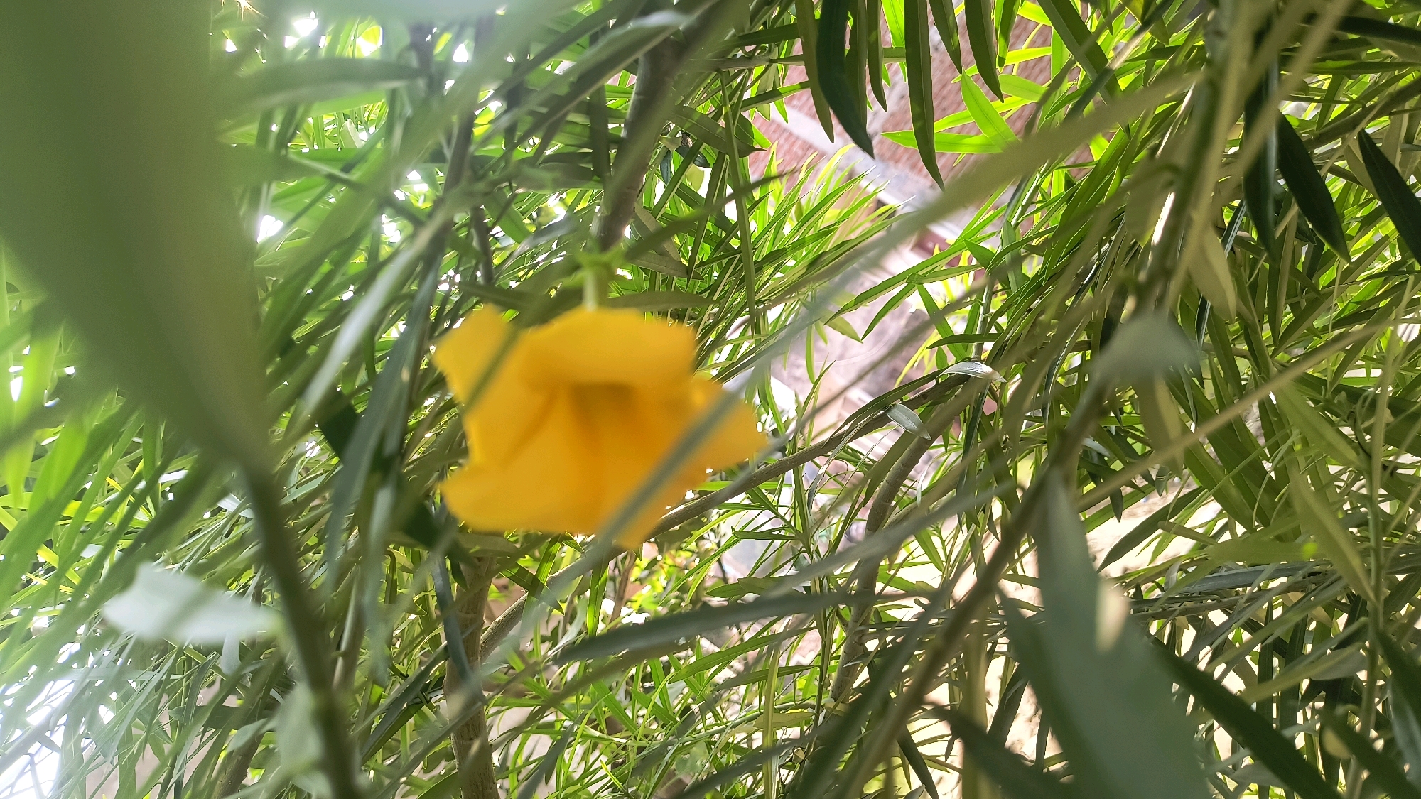 The image shows a close-up view of a yellow flower surrounded by lush green foliage, taken from a low angle looking upwards. The flower, which appears to be a trumpet-shaped blossom, is slightly out of focus in the foreground. The leaves are long and slender, creating a dense canopy that partially obscures the background. Sunlight filters through the leaves, creating bright highlights and dappled patterns. In the blurred background, glimpses of a brick wall can be seen, suggesting an outdoor setting. The scene is likely from a garden or natural area within Loni, India, given the presence of such flora and common building materials. There are no people or discernible actions in the image.