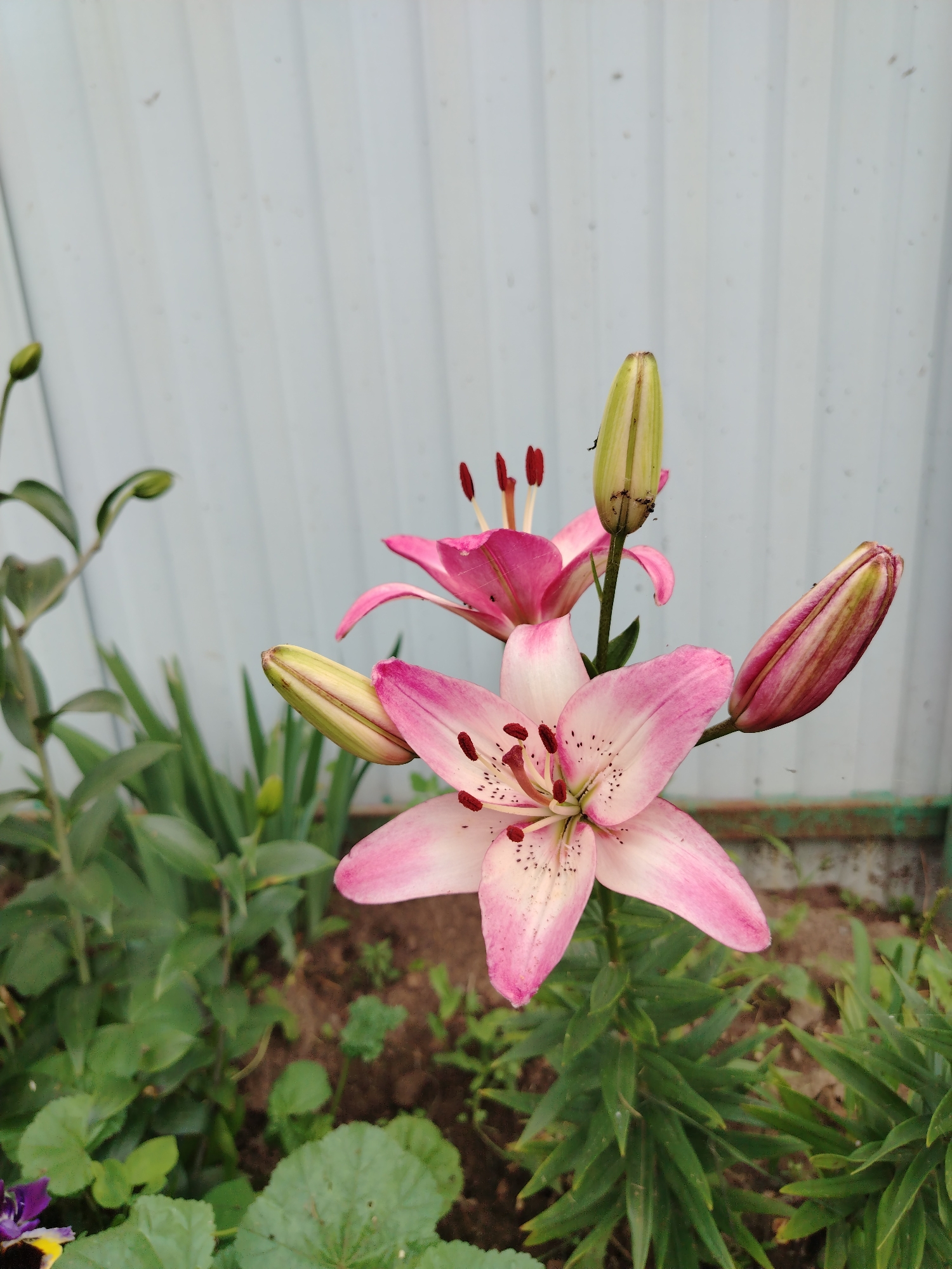 This image captures a close-up view of pink lilies blooming in a garden setting, with a light blue corrugated metal fence as the backdrop. The lilies are vibrant, with delicate pink petals speckled with darker pink spots and prominent dark red stamens. Several buds are visible, some tightly closed and others beginning to unfurl. Green foliage surrounds the flowers, and patches of dark soil are visible. The lighting suggests it might be a cloudy day. The image does not depict any people or specific actions, focusing entirely on the floral subject and its immediate environment. The location is specified as Gozhan, Russia.
