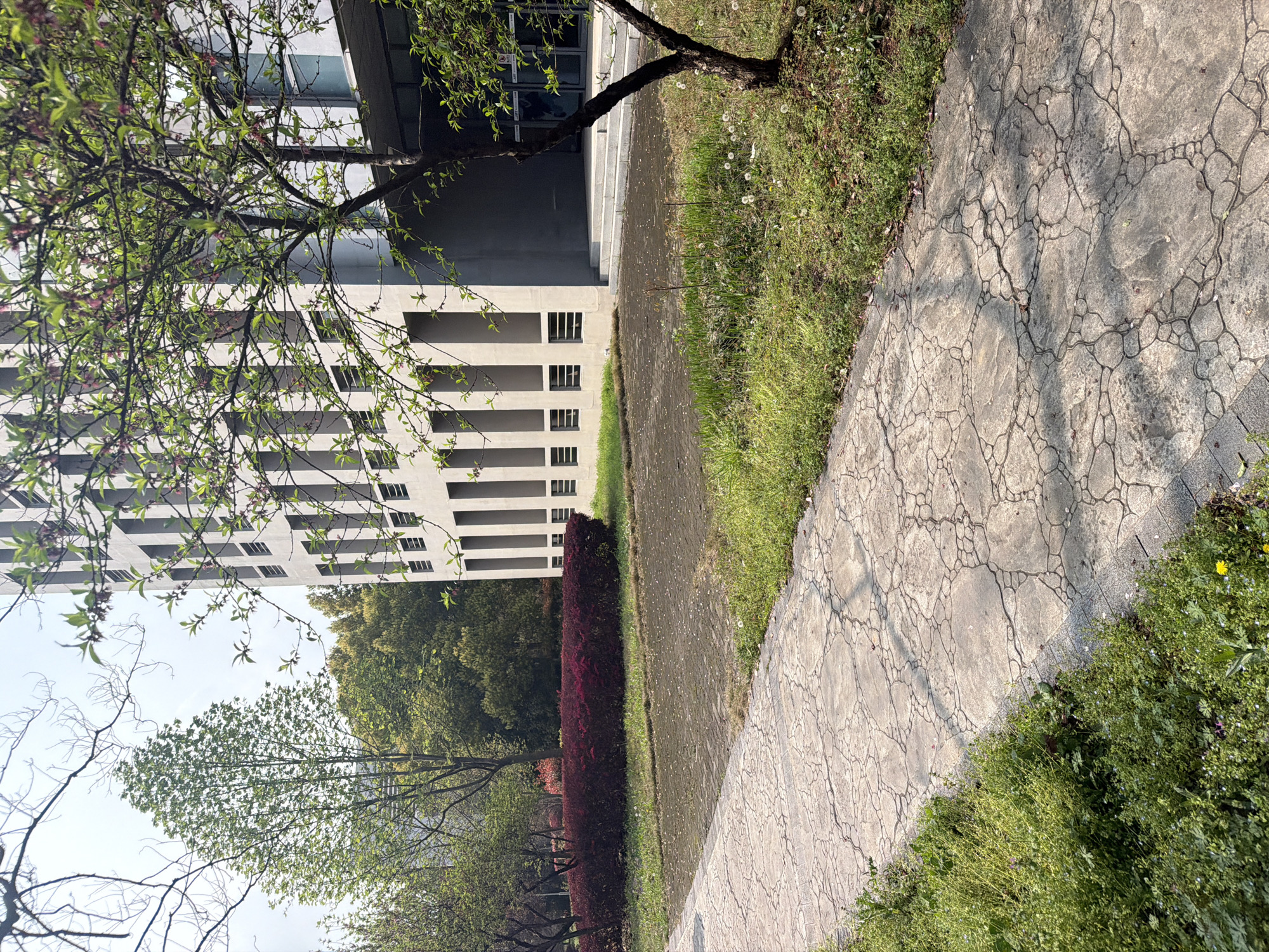 The image shows a paved walkway in an outdoor area, possibly a park or campus, in Jiangning District, China. The walkway is cracked and surrounded by green grass and vegetation, including a row of red bushes. A modern, concrete building with rectangular windows is visible in the background on the left. Trees with budding leaves are present on both sides of the walkway. The scene is captured during the daytime with natural lighting. There are no people visible.