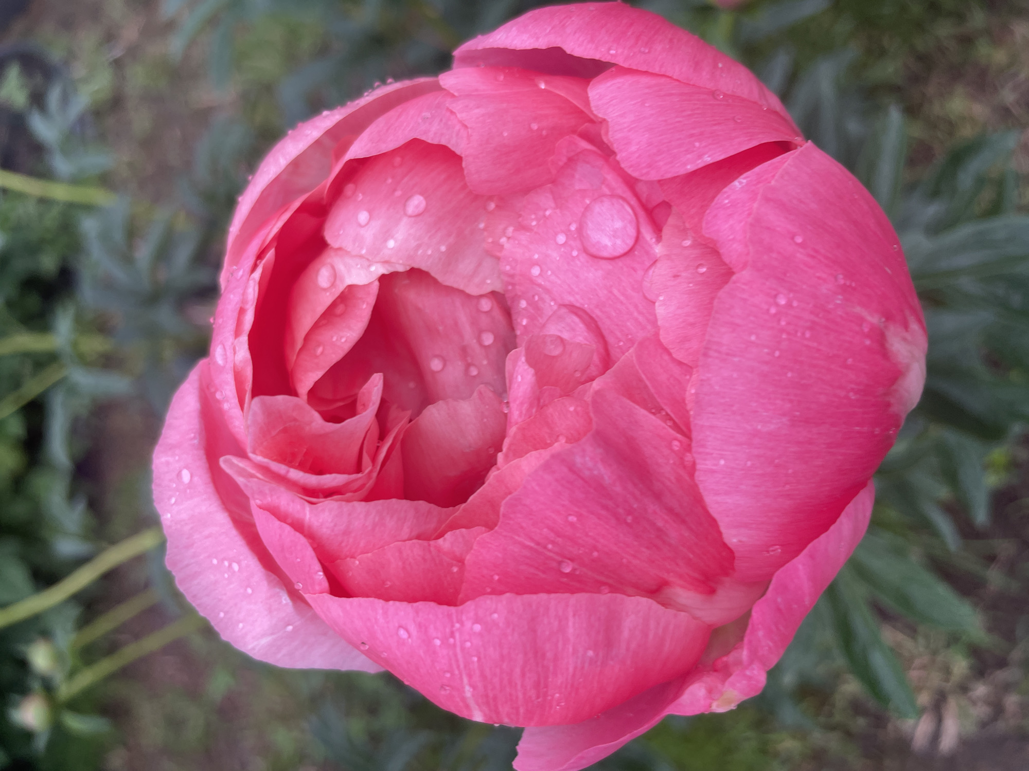 The image is a close-up, vertical shot of a bright pink peony flower with water droplets on its petals. The flower is in the center of the frame, with its petals unfurling to reveal a soft, layered interior. The background is blurred and consists of dark green foliage and some brown earth, suggesting an outdoor garden setting. There are no people or animals visible in the image. The lighting appears natural, possibly from an overcast sky, as there are no harsh shadows. The overall impression is one of freshness and natural beauty. The provided information about the location in Aropakkuzi, Russia, cannot be verified from the image itself.