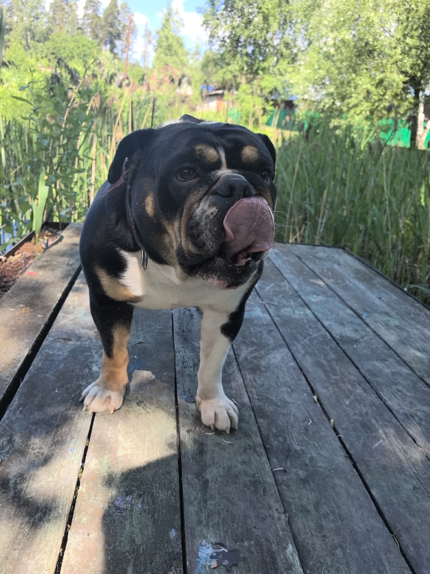 The image depicts a tri-colored bulldog standing on a weathered wooden plank surface, consistent with a dock or pier, located in an outdoor, natural setting in Noviy, Russia. The dog, predominantly black with tan markings on its muzzle, above its eyes, and lower legs, and white markings on its chest, belly, and paws, is positioned slightly left of center, facing the viewer with its tongue extended, licking its nose. A metallic ring is visible on its collar.
The wooden surface, comprising multiple planks, exhibits a gray, aged appearance with visible grain, minor imperfections, and small specks of what appears to be dried paint in various colors (blue, pink) on some planks. Shadows are cast across the planks, indicating bright sunlight.
In the background, lush green vegetation dominates. To the immediate left, tall, reedy plants grow alongside a visible body of dark water. To the right and behind the dog, dense green foliage, including tall grasses and various deciduous and coniferous trees, forms a natural backdrop. Distant structures or fences are faintly visible through the foliage further back. The sky above the tree line is bright, with scattered clouds. The scene is illuminated by strong natural sunlight.