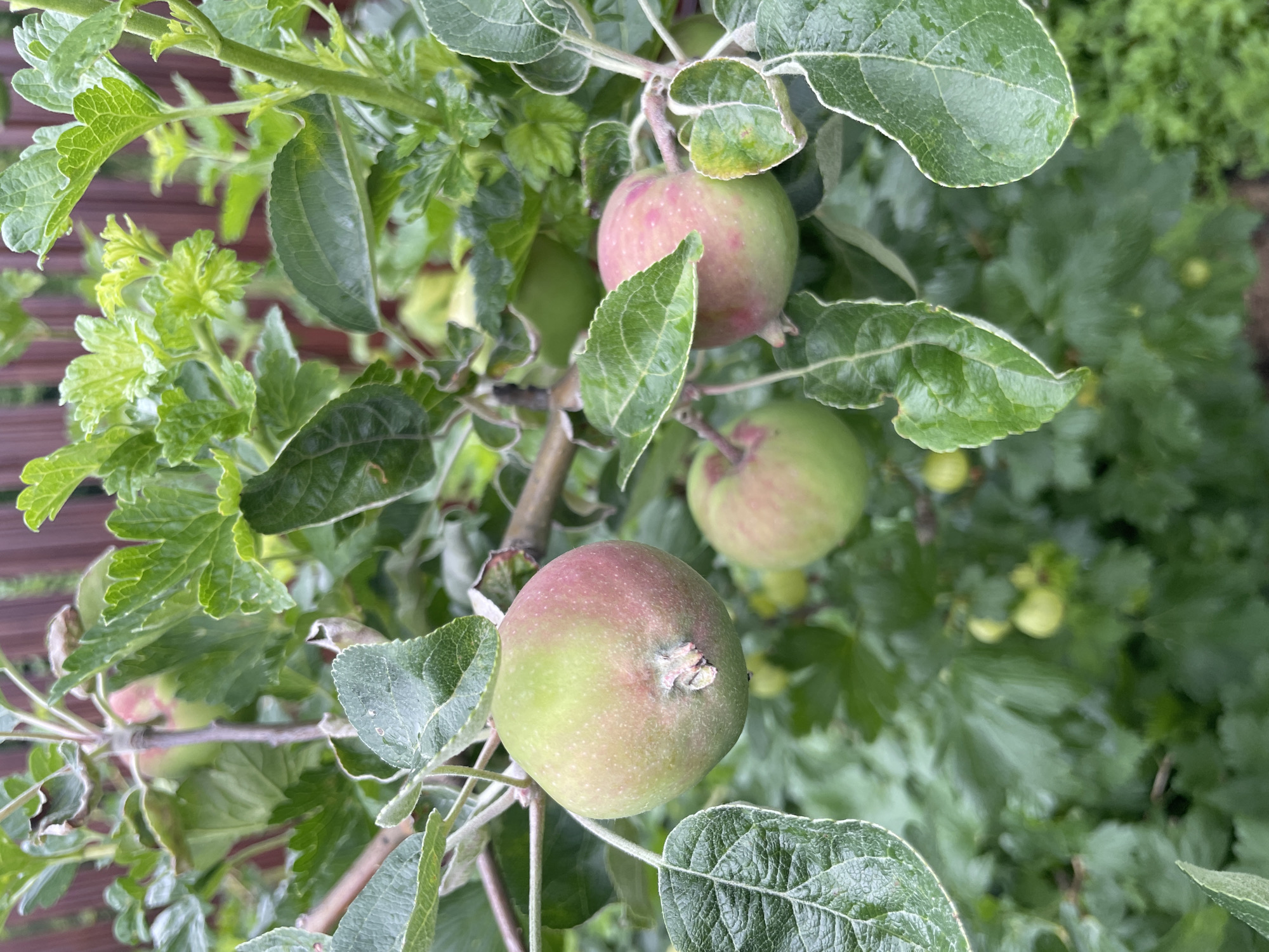 An outdoor, eye-level, medium shot captures a cluster of developing apples on a tree. The apples are predominantly green with blush of pink on their surfaces. They are supported by thin branches, some of which are partially obscured by lush green leaves, many with a slightly velvety texture. The leaves are wet, indicating recent rain. In the background, out of focus, is a wooden fence and more greenery. The setting appears to be a garden or orchard in Solov'evka, Russia. There are no people or animals present in the image.