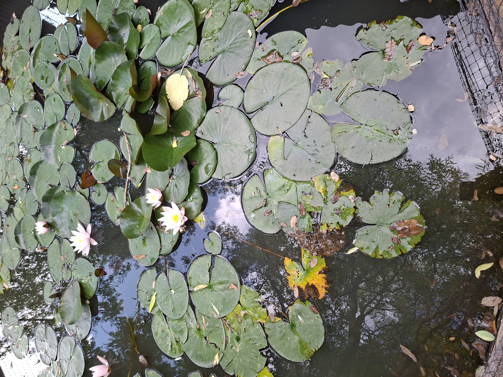 The image displays a close-up, overhead view of a pond filled with water lilies and their large, circular green leaves floating on the surface. Several water lily flowers, some in bloom and others as buds, are scattered among the leaves. The flowers are predominantly white with subtle pinkish hues. Fallen leaves, both green and yellow, are also present on the water, some submerged and others floating. The water itself is dark, reflecting the surrounding trees and sky, suggesting an outdoor setting with dappled light. The reflection shows the silhouette of trees with intricate branches, indicating it is likely daytime, perhaps late afternoon or early evening given the subdued lighting and the presence of shadows. A wire fence is visible along the right edge of the pond, hinting at a garden or park environment. The overall mood is serene and natural, focusing on the aquatic flora. There is no visible text in the image.