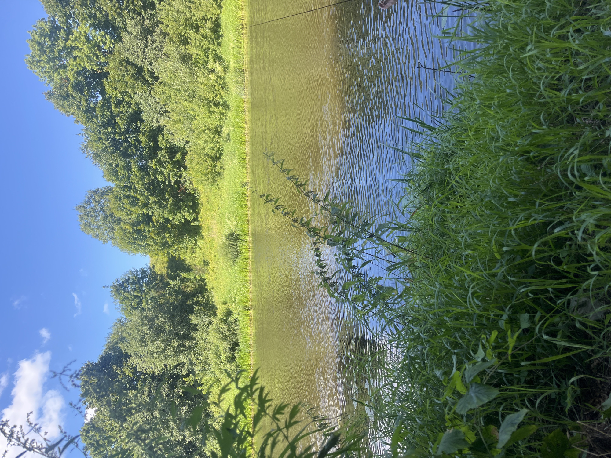 A serene natural landscape is depicted under a clear blue sky with scattered white clouds. The foreground is dominated by lush green grass and foliage, framing a calm body of water. The water reflects the surrounding greenery and the sky, with gentle ripples disturbing its surface. On the far bank, a dense line of trees and vegetation forms a verdant wall. In the upper right corner, a thin fishing rod is visible, held by a person whose hand is partially in view, suggesting an activity related to fishing. The scene evokes a peaceful, outdoor setting in the Belarusian countryside, likely in the vicinity of Германавіцкі сельскі Савет.