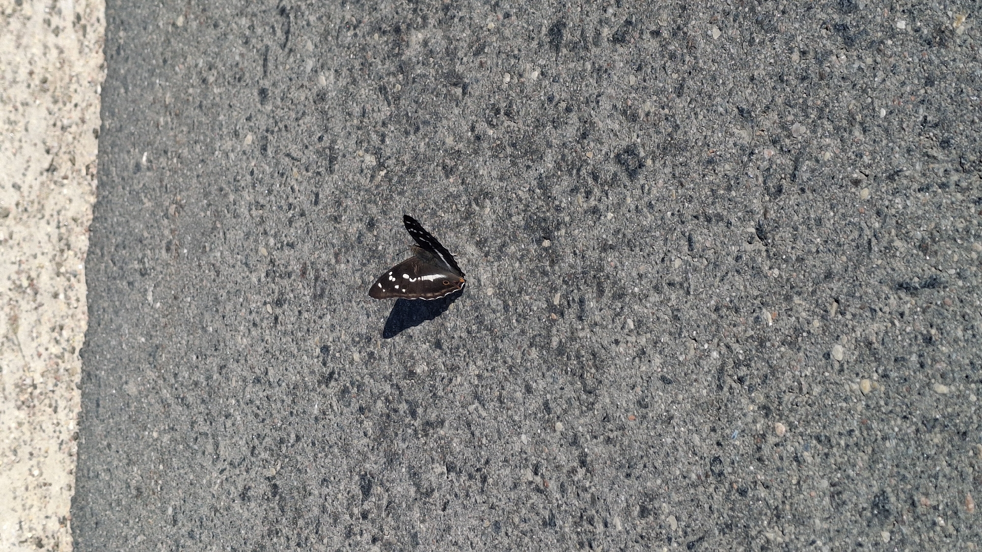 A butterfly with dark wings speckled with white spots rests on a paved surface, likely a road or path, in Дзямідавіцкі сельскі Савет, Belarus. The butterfly is positioned slightly off-center, casting a shadow to its left. The surface is composed of dark asphalt with visible gravel and small stones. The upper portion of the image shows a transition to a lighter, sandy or gravelly area, suggesting the edge of the paved surface. The lighting indicates it is daytime.