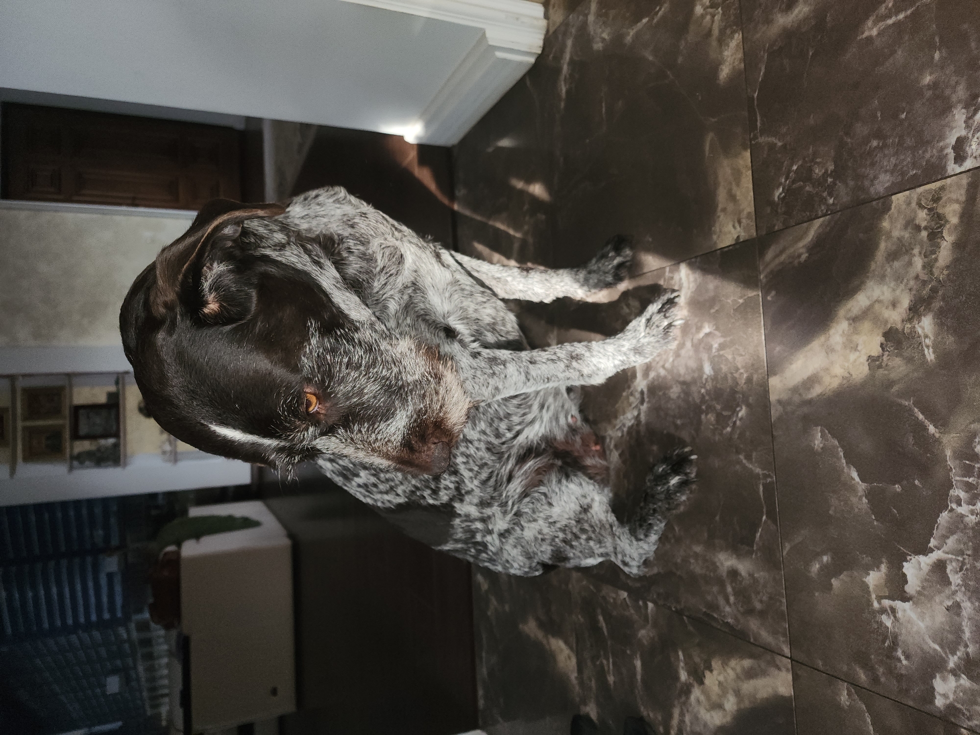 A German Shorthaired Pointer dog sits on a marble-patterned floor, looking down and to its left. The dog has a dark brown and white mottled coat. The background shows a living area with furniture, a doorway, and a wall with shelving. There is a significant amount of natural light entering from the right side of the frame, casting shadows. The scene is indoors.