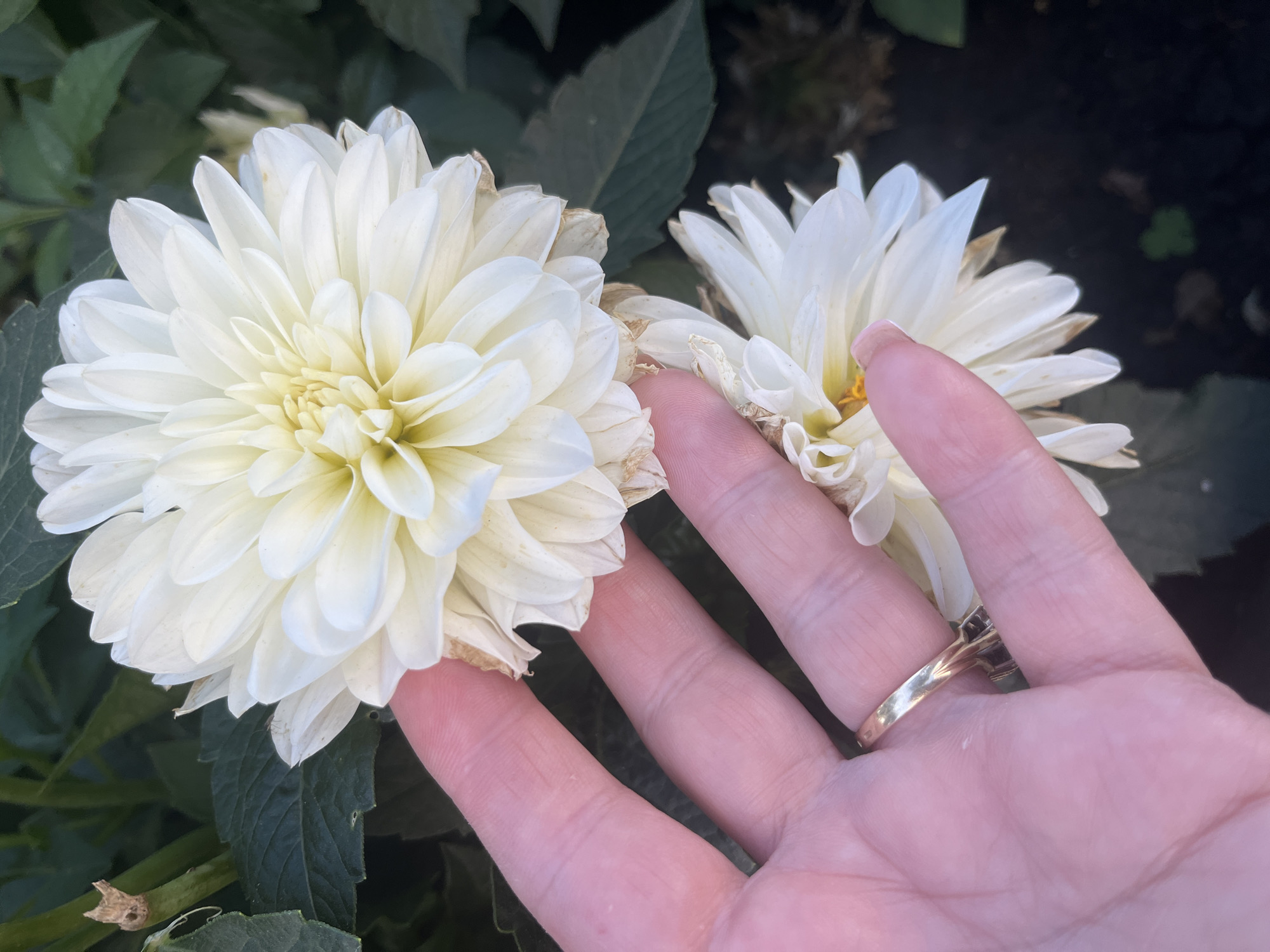 A person's hand, adorned with a gold ring, gently touches the petals of a white dahlia flower. The flower is in full bloom, with many delicate petals radiating outwards from a light yellow center. Behind the dahlia, another white dahlia is partially visible, along with dark green foliage. The background is softly blurred, suggesting an outdoor setting. There is no information in the image to indicate a specific location within the city of Stavropol, Russia.