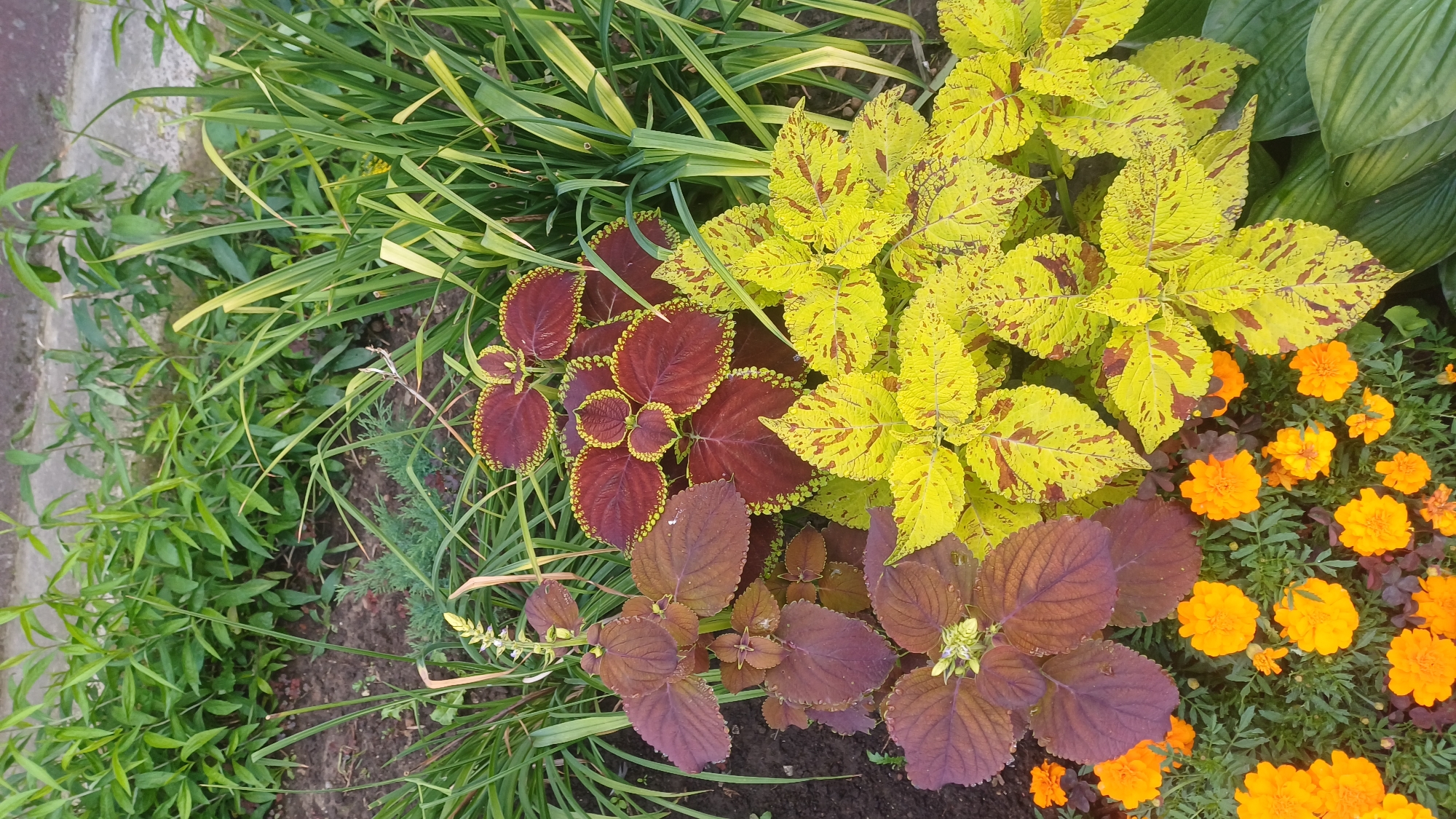 This image depicts a garden scene likely located in Izhevsk, Russia, characterized by a dense arrangement of various plants. Dominant in the foreground are coleus plants with striking leaf coloration; one variety features deep burgundy leaves with lime-green scalloped edges, while another displays vibrant chartreuse leaves heavily variegated with reddish-brown splotches. Interspersed among these are small, bright orange marigolds, adding a contrasting splash of color. The background is filled with taller, slender green foliage, possibly grasses or hosta leaves, creating a lush and verdant backdrop. The ground beneath the plants appears to be dark soil, with some fallen leaves or debris visible. The overall impression is one of a well-maintained ornamental garden, showcasing a variety of textures and colors typical of temperate climate flora. There are no people or animals visible in the image.
