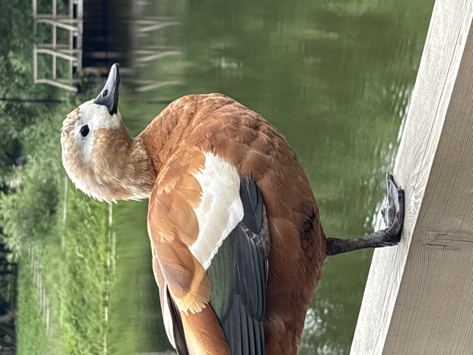 A ruddy shelduck is perched on a wooden railing, its head tilted upwards, beak pointing towards the sky. The bird has brown and white plumage. The background is blurred, showing a body of green water and some greenery. The railing is light-colored wood with a visible grain. The duck's right foot is gripping the railing. The scene appears to be outdoors, likely during the daytime, given the natural lighting. No text is visible.