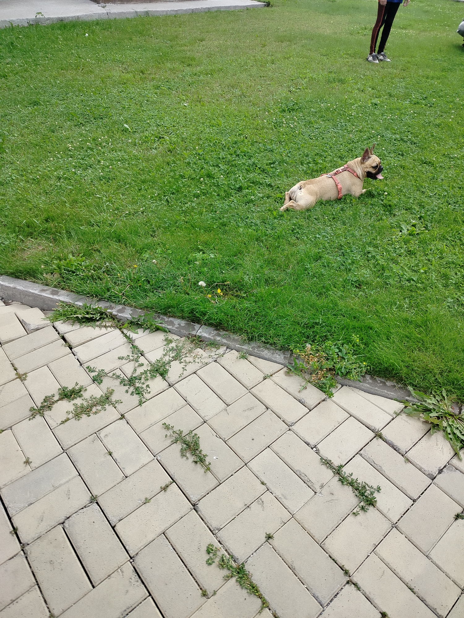 A light-brown French bulldog wearing a pink harness lies on its side on a patch of green grass. The dog's tongue is hanging out, and it appears relaxed. In the background, a person stands on the grass, wearing dark leggings and white sneakers. The foreground of the image shows a paved area with light-colored rectangular bricks laid in a herringbone pattern. Weeds are growing in the cracks between the bricks and along the edge of the grass. The scene is outdoors, likely in a park or residential area.