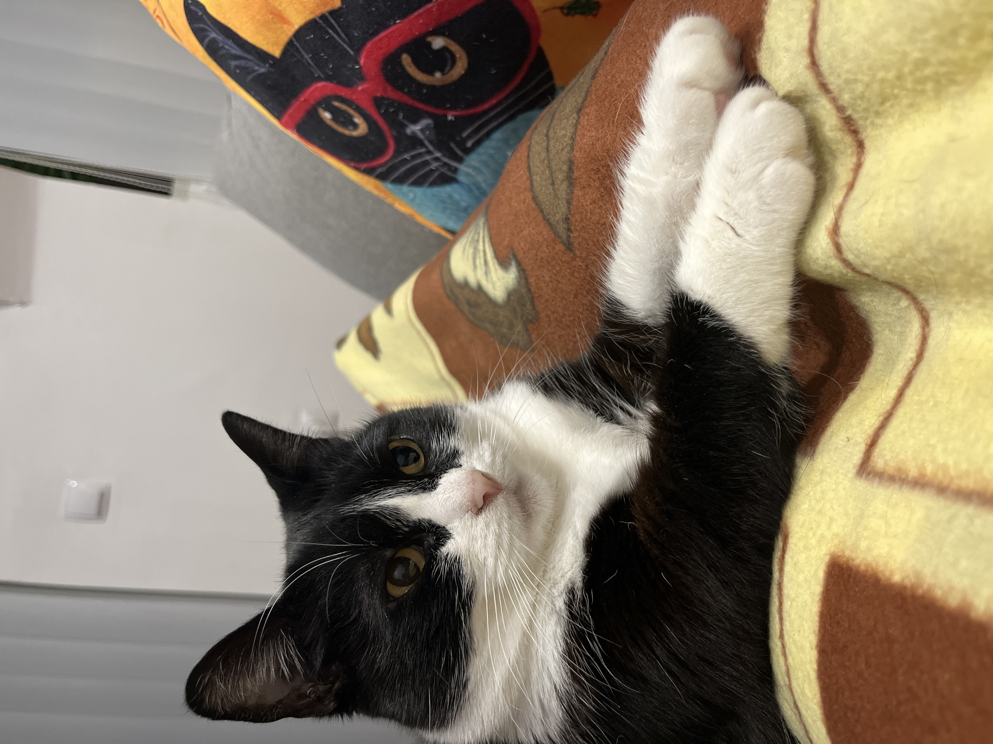 A black and white cat lies on a cushion. The cat is mostly black, with white fur on its chest, paws, and part of its face. It is lying on its back, with its white paws extended upwards. In the background, there is a pillow with a cartoon of a black cat wearing red glasses printed on it. The cushion beneath the cat is yellow and brown. The background is a white wall. The location cannot be determined to be Varna, Bulgaria.