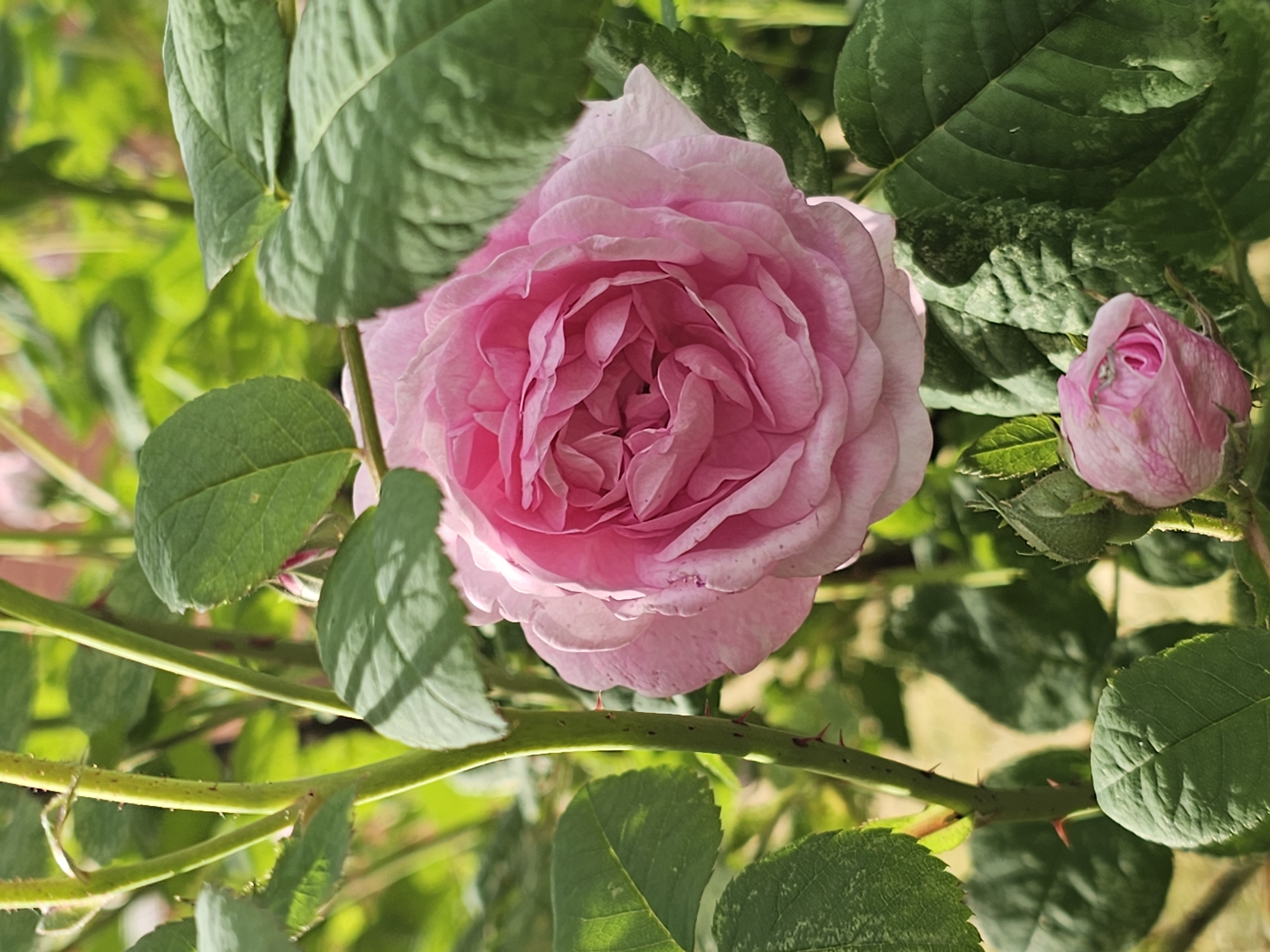 The image is a close-up, vertical shot of a pink rose in a garden. The rose is in full bloom, with numerous delicate petals layered around its center. To the lower right of the main rose, a smaller rosebud is visible, tightly furled. The rose plant has green stems, some of which are adorned with small, sharp thorns. Several large, green leaves frame the roses, casting shadows. The background is softly blurred, suggesting more foliage and a bright, outdoor environment, likely a garden. The lighting indicates it is daytime, with sunlight filtering through the leaves. The specific location in Chukholovo, Russia, is not visually represented in the image.