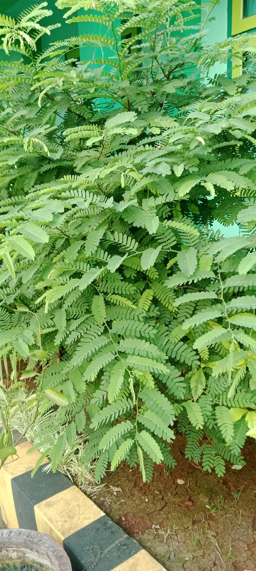 The image shows a dense, leafy green bush, likely a tamarind tree, growing outdoors. The foliage is vibrant and takes up the majority of the frame. In the background, a muted teal wall is visible, suggesting an outdoor setting next to a building. In the foreground, a section of yellow and black striped barrier is present, along with some dry, cracked earth. The overall impression is of a well-established plant in an urban or semi-urban environment, possibly in Tuban, Indonesia, given the context of the prompt. There are no people or animals visible in the image.