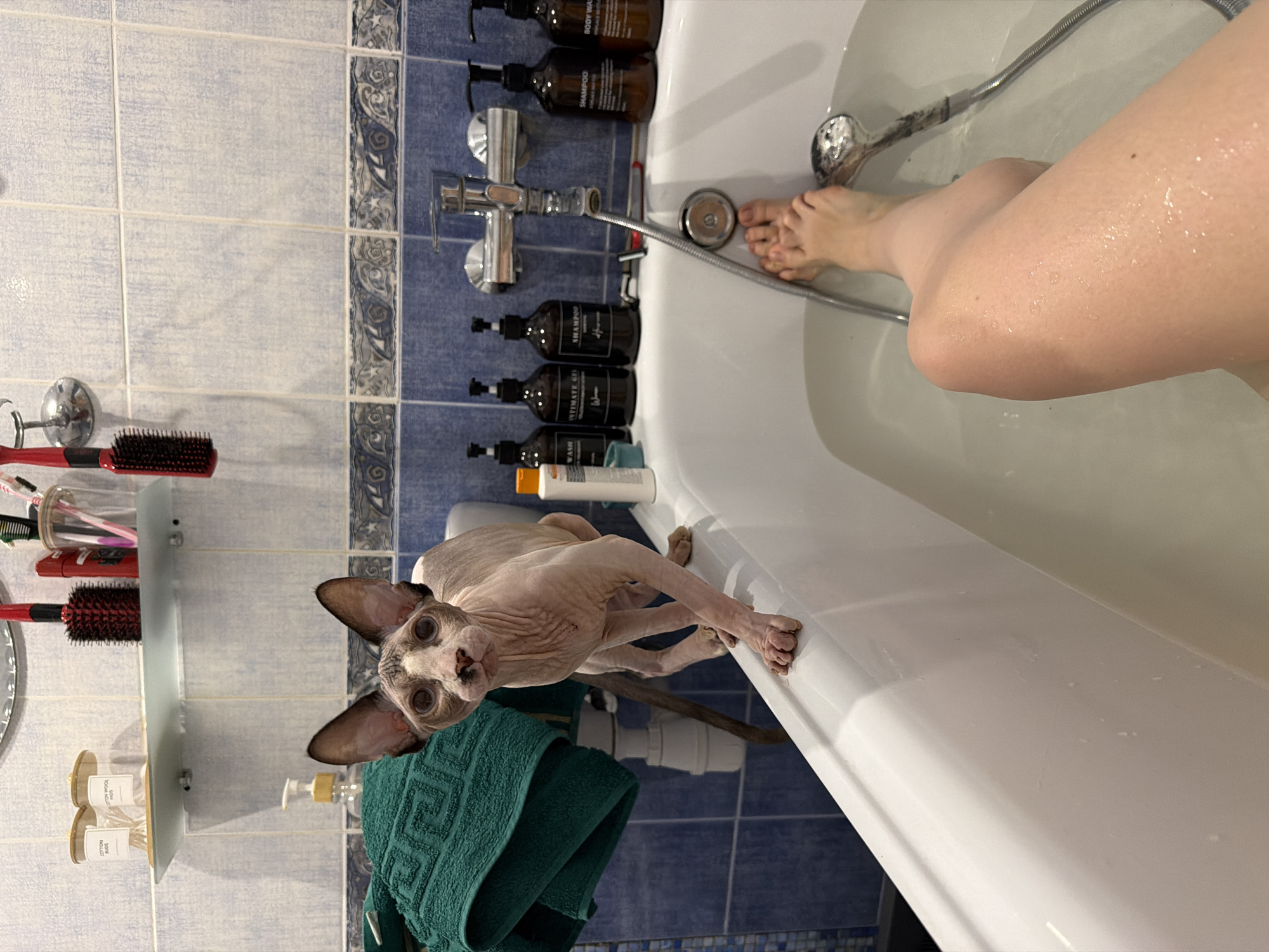 This media file shows a person and a cat in a bathroom. The scene is a bathtub with blue tiled walls. The bathtub is filled with water, and a shower head is visible. The person's legs and feet are in the water, and their skin appears wet. The cat, which appears to be a Sphynx breed, is standing on the edge of the bathtub, looking towards the camera. A green towel is placed on the floor next to the cat. Several bottles of toiletries, including shampoo and body wash, are lined up on a shelf on the tiled wall. The overall impression is a moment captured during bath time or a pause before a bath. The lighting suggests it is daytime.