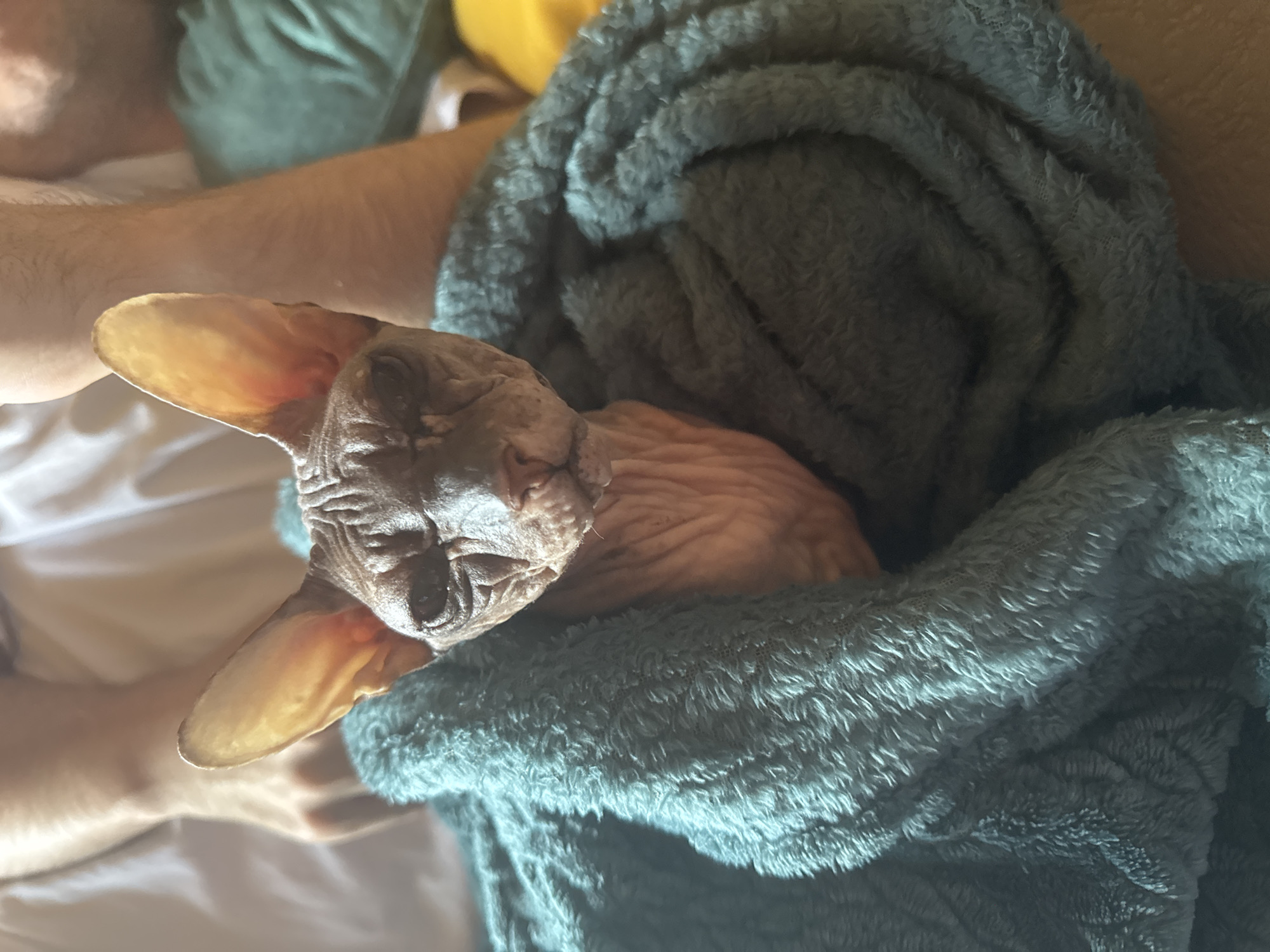 The image shows a close-up of a hairless cat, likely a Sphynx breed, wrapped in a teal-colored, fuzzy blanket. The cat is positioned in the foreground, with its head and upper body visible. It has large, prominent ears and wrinkled skin. The cat's eyes are partially closed, and its expression appears somewhat weary or relaxed. Behind the cat, parts of a person's arms and torso are visible, suggesting they are holding or cuddling the cat. The person is wearing a light-colored garment. The background is softly blurred, with hints of other soft furnishings in muted colors, such as a green cushion and a yellow object. The lighting appears to be warm and natural, casting soft shadows and highlighting the texture of the cat's skin and the blanket. The overall impression is one of comfort and intimacy. The location is not specified in the image.