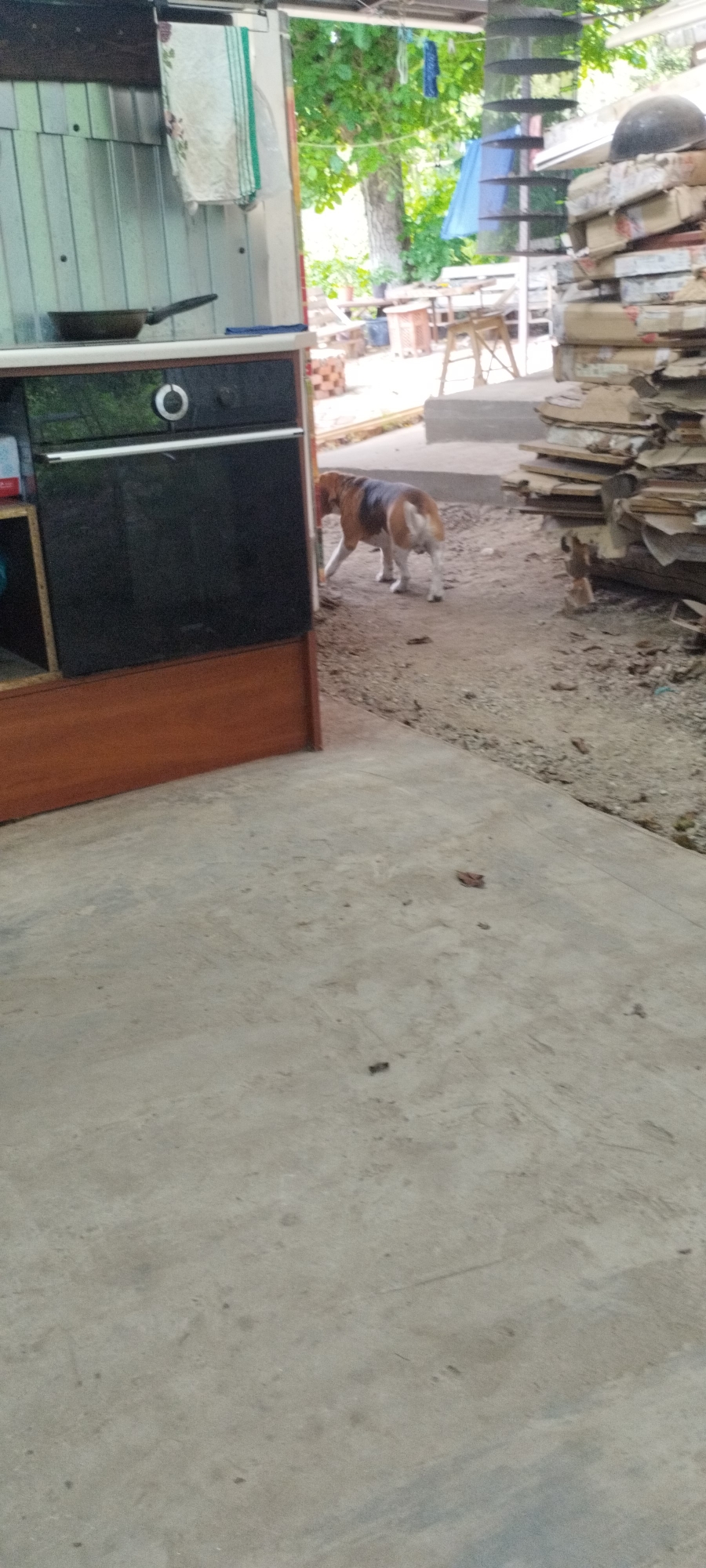 A medium shot captures a beagle dog standing on a dirt path next to a kitchen area with a black oven. The dog is facing away from the camera and appears to be walking to the right. The kitchen area has a metal corrugated wall and a wooden cabinet. In the background, there are trees, a blue tarp, and a stack of cardboard boxes. The ground is a mixture of dirt and concrete.