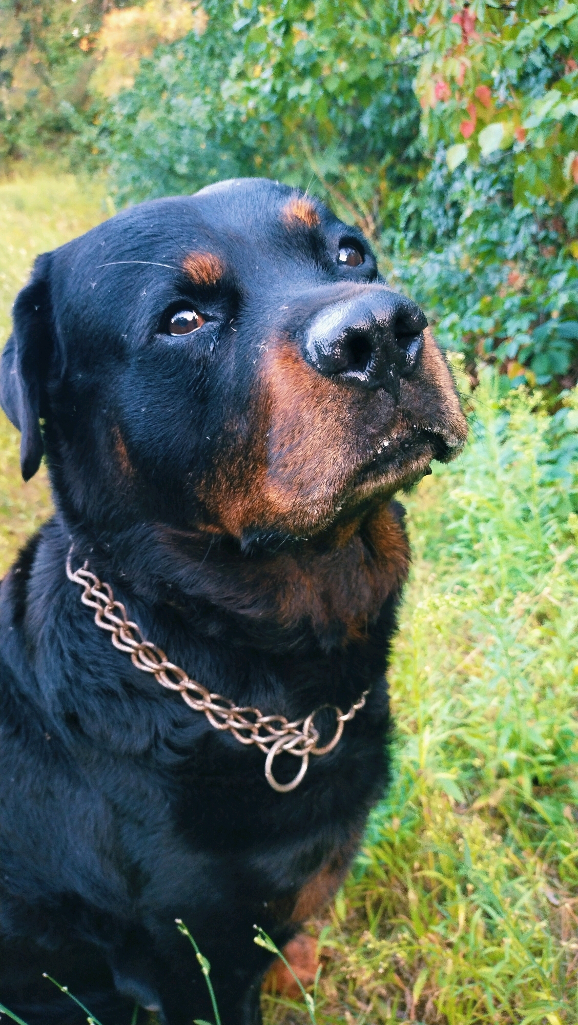 A Rottweiler dog is in focus in this outdoor shot, with a blurred background of green foliage and trees. The dog is wearing a metallic chain collar and its fur is black with brown markings on its face. The dog's snout is wet and speckled with what appears to be small debris. The lighting suggests it is daytime. This scene could be any outdoor area with vegetation. No specific location in Horishni Plavni, Ukraine, can be determined from the image.