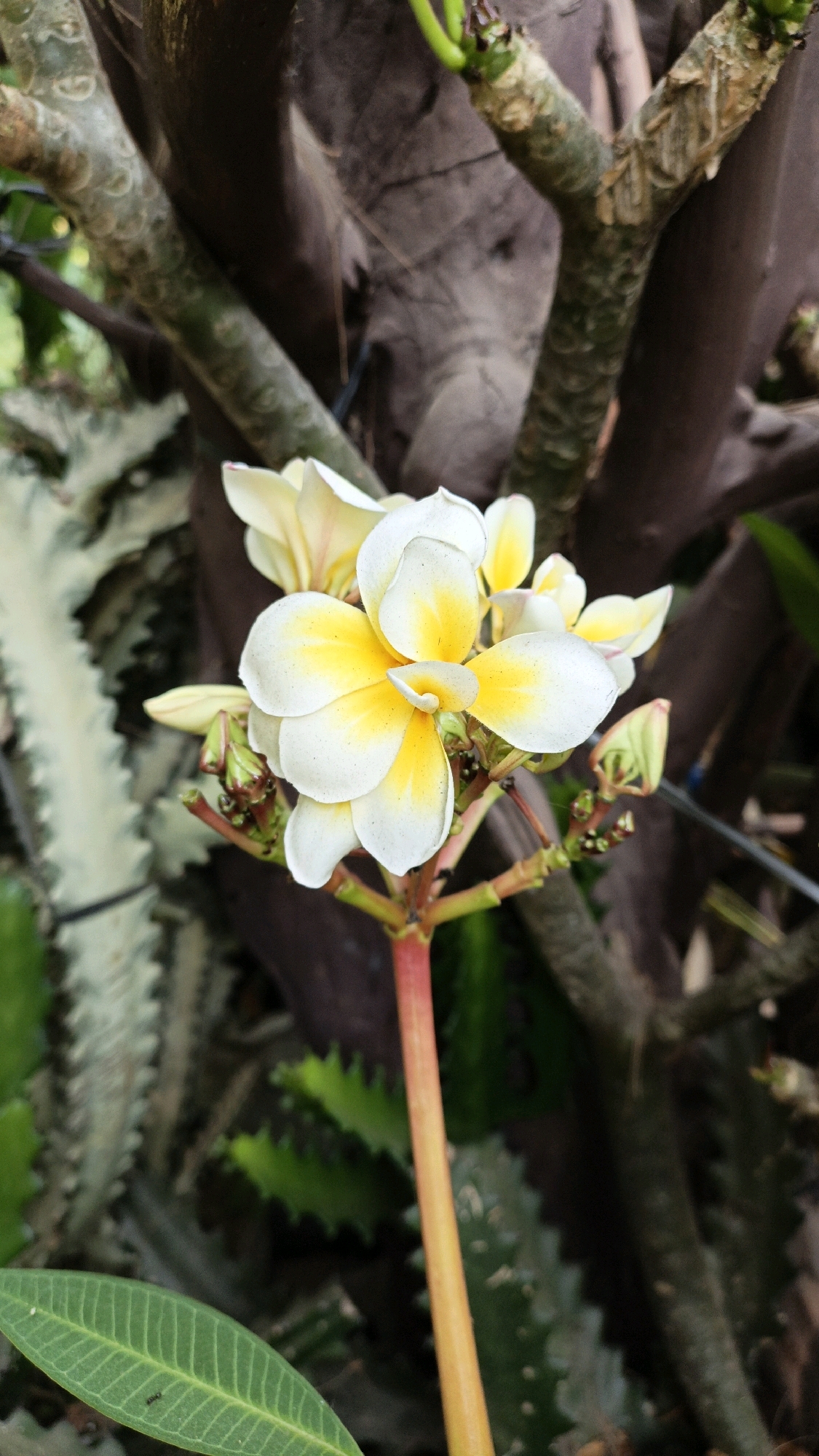 The image shows a close-up of a cluster of white and yellow Plumeria flowers in Cikal, Indonesia. The flowers have five petals each, with the centers transitioning from white to a vibrant yellow. Some buds are also visible, nestled among the blooms. The flowers are attached to a slender, reddish-orange stem. In the background, a rough, brown tree trunk and branches are visible, along with out-of-focus green foliage and spiky plants. A few dark, thin wires are also present in the background, suggesting the presence of a fence or trellis. The lighting appears natural, highlighting the delicate texture and color of the flowers.