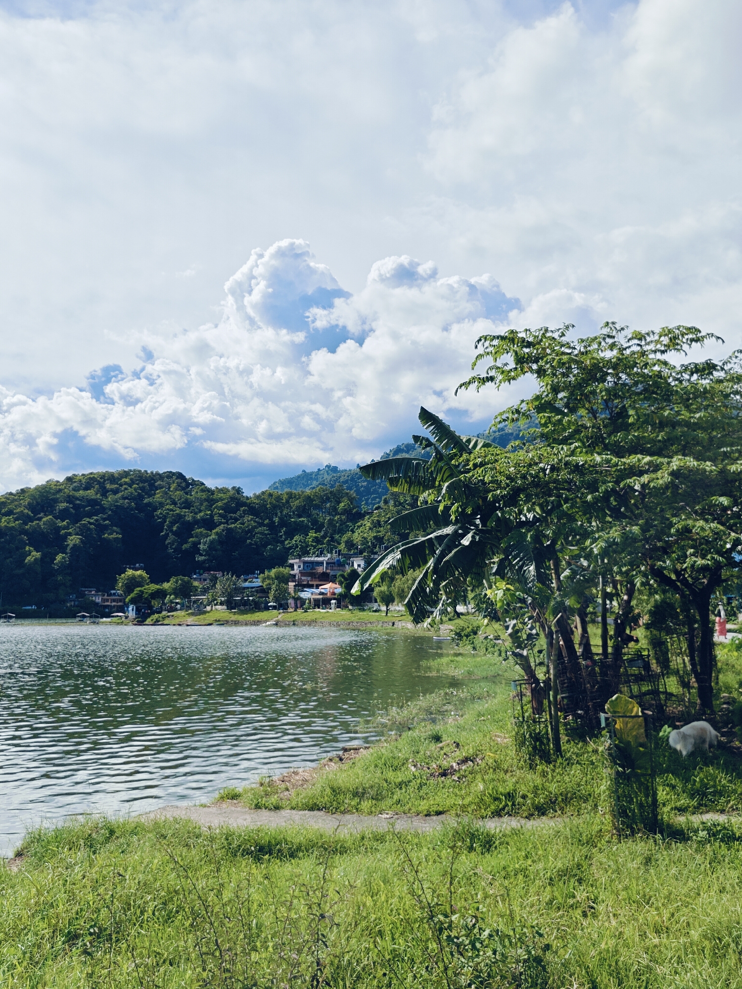 A serene lake scene in Pokhara, Nepal, captures a peaceful lakeside vista under a partly cloudy sky. The foreground is dominated by lush green grass and vegetation bordering a tranquil body of water. The lake's surface is gently rippled, reflecting the bright sky and the verdant trees that line its shore. In the middle ground, the lake extends towards a tree-lined bank dotted with a few buildings and structures, suggesting a settlement or resort area. Beyond the immediate shoreline, rolling green hills rise, covered in dense forestation, reaching towards the horizon. The sky above is a canvas of white, puffy clouds against a pale blue backdrop, with larger, more dramatic cloud formations present. To the right of the frame, a cluster of trees, including what appear to be banana trees, stands prominently. Amongst the vegetation near these trees, a small white dog is visible. The overall impression is one of natural beauty and tranquility, characteristic of Pokhara's lakeside environments.