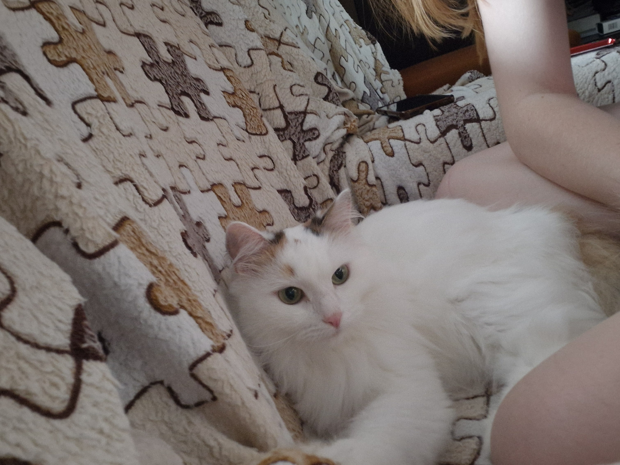 A white cat with green eyes and patches of ginger and brown on its head is lying on a puzzle-piece patterned blanket. A person's bare arm and shoulder are visible in the right side of the frame, suggesting they are also on the blanket. The scene appears to be indoors, possibly in a home, and there is no specific indication of a city or location.