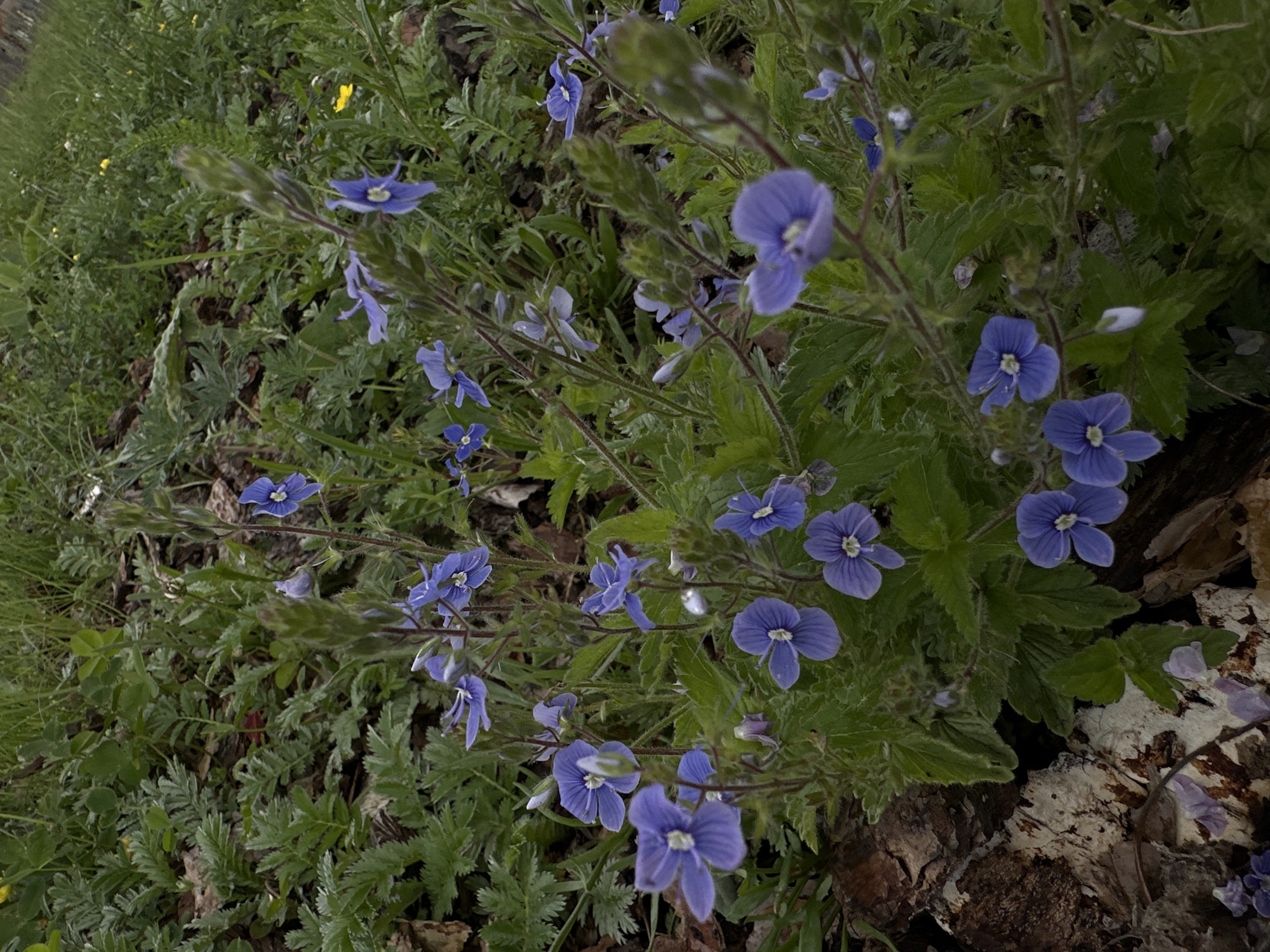 This image shows a patch of small blue flowers growing amongst green foliage and some fallen bark. The flowers are delicate with five petals and a white center. They are clustered on thin stems, with some buds also visible. The background consists of more green leaves, grass, and some dry leaves. The overall scene is a natural, outdoor environment, possibly a woodland or garden setting, given the presence of bark and leaf litter. There are no people or animals visible in the image. The location is identified as Abzakovo, Russia, suggesting a natural landscape in that region.