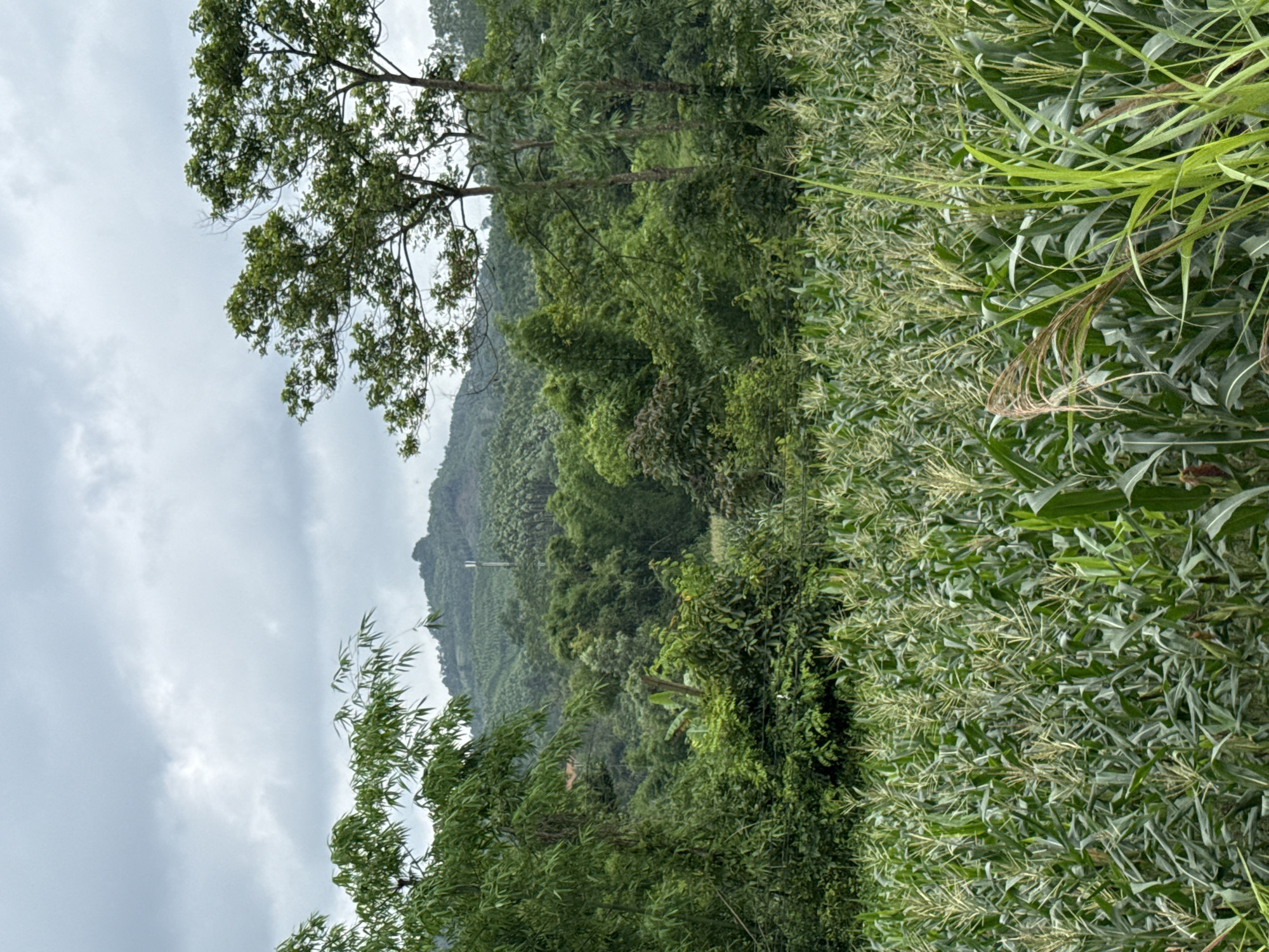 The image depicts a lush, green hillside landscape in Mai Sao, Vietnam. In the foreground, a dense field of corn extends towards the right edge of the frame. To the left, a mix of trees and vegetation obscures part of the hillside. In the midground, the hillside rises, covered in dense green forest vegetation. In the distance, the faint outline of a mountain is visible, partially obscured by clouds. The sky is overcast.