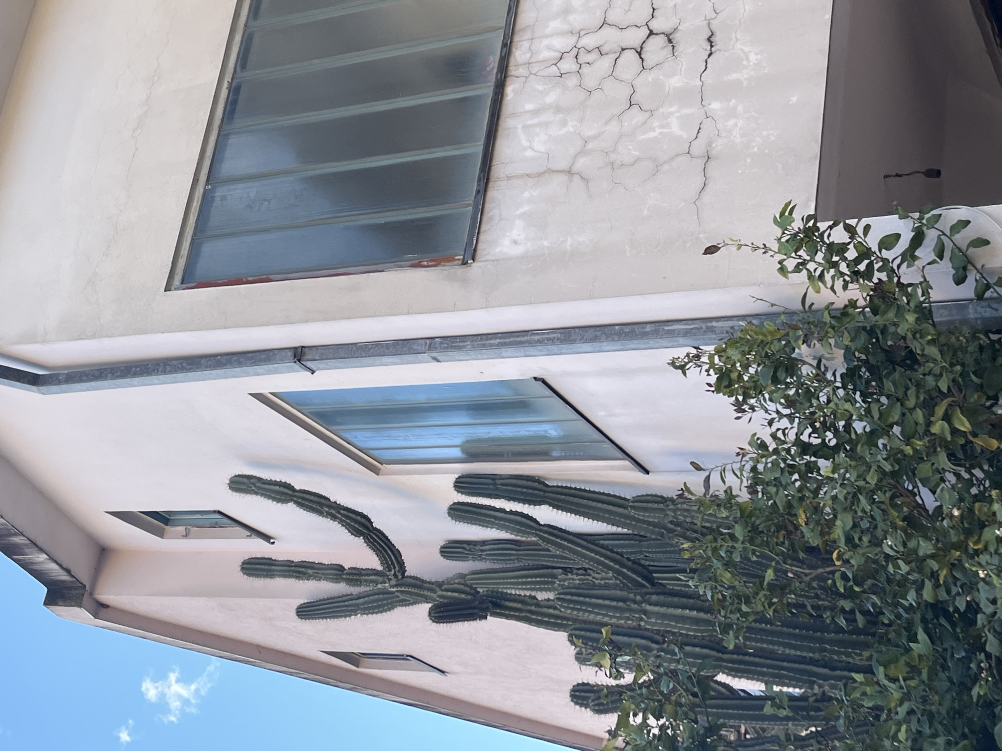 Here is a description of the image:
The image captures a low-angle view of a building exterior in Budva, Montenegro. The architectural style appears modern, with a flat roof. The facade is light-colored. There are windows, including one large window with multiple panes and a smaller skylight. The exterior shows signs of age or weathering, including cracking on the wall. A large cactus, featuring multiple elongated segments, is positioned along the building's edge. A tree with dense green leaves partially obscures the cactus and adds a natural element to the scene. The sky is visible in the background, providing the setting for the location.