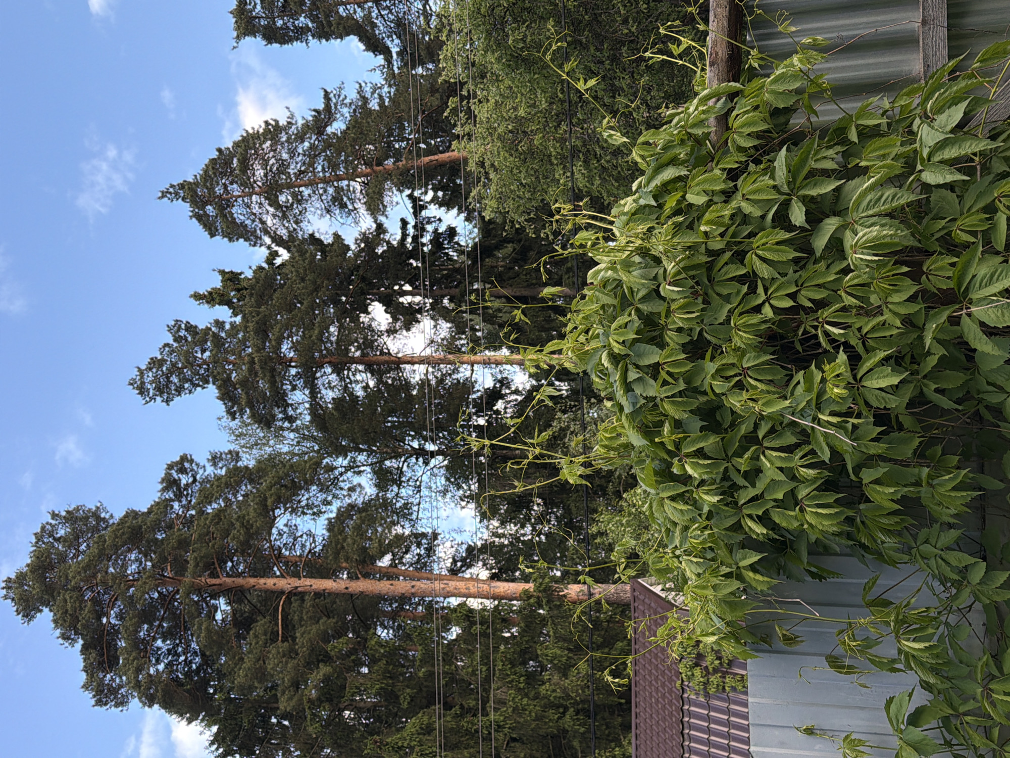 The image shows a scene outdoors with a view of trees and foliage. Tall pine trees are visible in the background against a blue sky with scattered clouds. In the foreground, a fence covered with lush green ivy is present. The fence appears to be made of corrugated metal panels, possibly with a wooden frame. A section of a brown tiled roof is also visible. Utility lines are strung across the sky between the trees. The location appears to be a residential area with mature landscaping. The city and specific location are unknown.