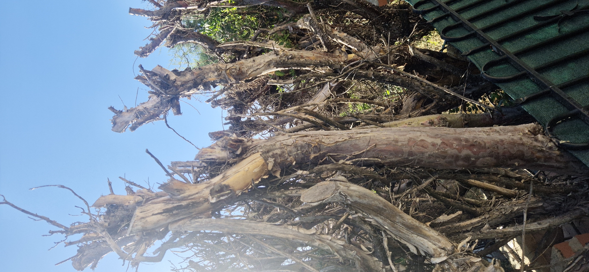 The image shows a close-up, eye-level view of dead, gnarled tree trunks and branches against a clear blue sky. The wood is dry and weathered, with rough bark and exposed fibers. Sunlight catches some of the lighter-colored wood, creating a stark contrast with the darker, shadowed areas. In the lower right corner, a portion of a dark green metal fence with a decorative scrolling pattern is visible. The background is filled with more dried branches and a hint of green foliage, suggesting other trees or bushes. The scene appears to be outdoors, likely in a yard or garden. The location is identified as Navaluenga, Spain. There are no people or animals visible in the image.