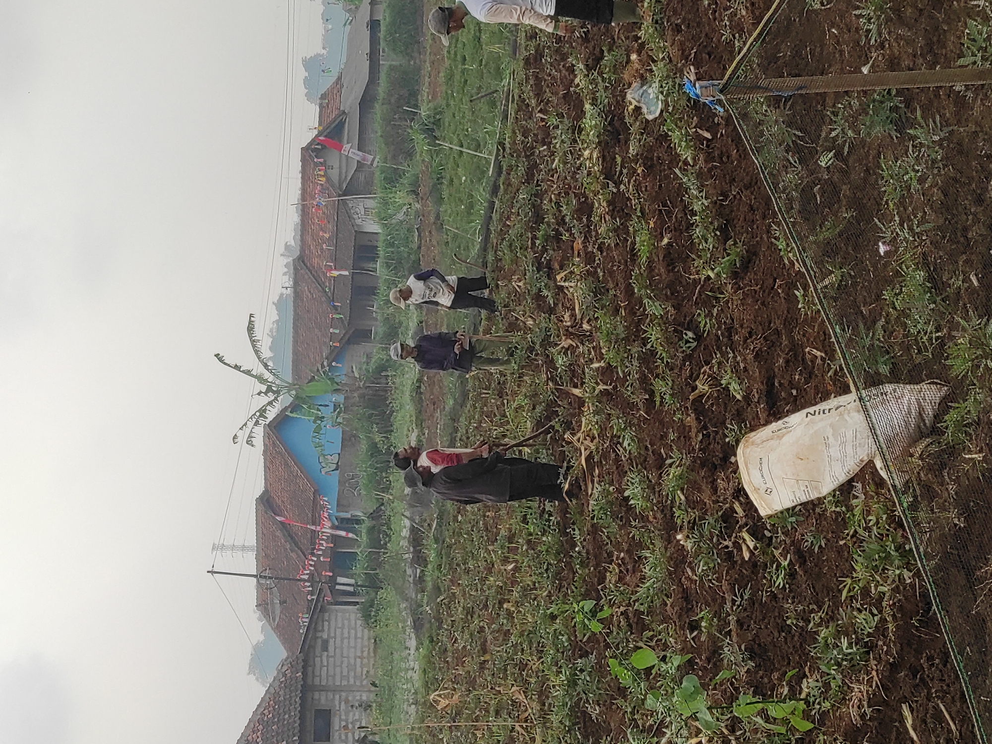 In Sumedang, Indonesia, a group of farmers works in a muddy field under a hazy sky. The field is planted with rows of young crops and has been recently tilled. Several men are present, some with hoes and other gardening tools, appearing to be engaged in agricultural labor. In the background, houses with red tile roofs are visible, some adorned with Indonesian flags and festive banners, suggesting a celebration or national holiday. The overall scene depicts rural life and community involvement in farming.