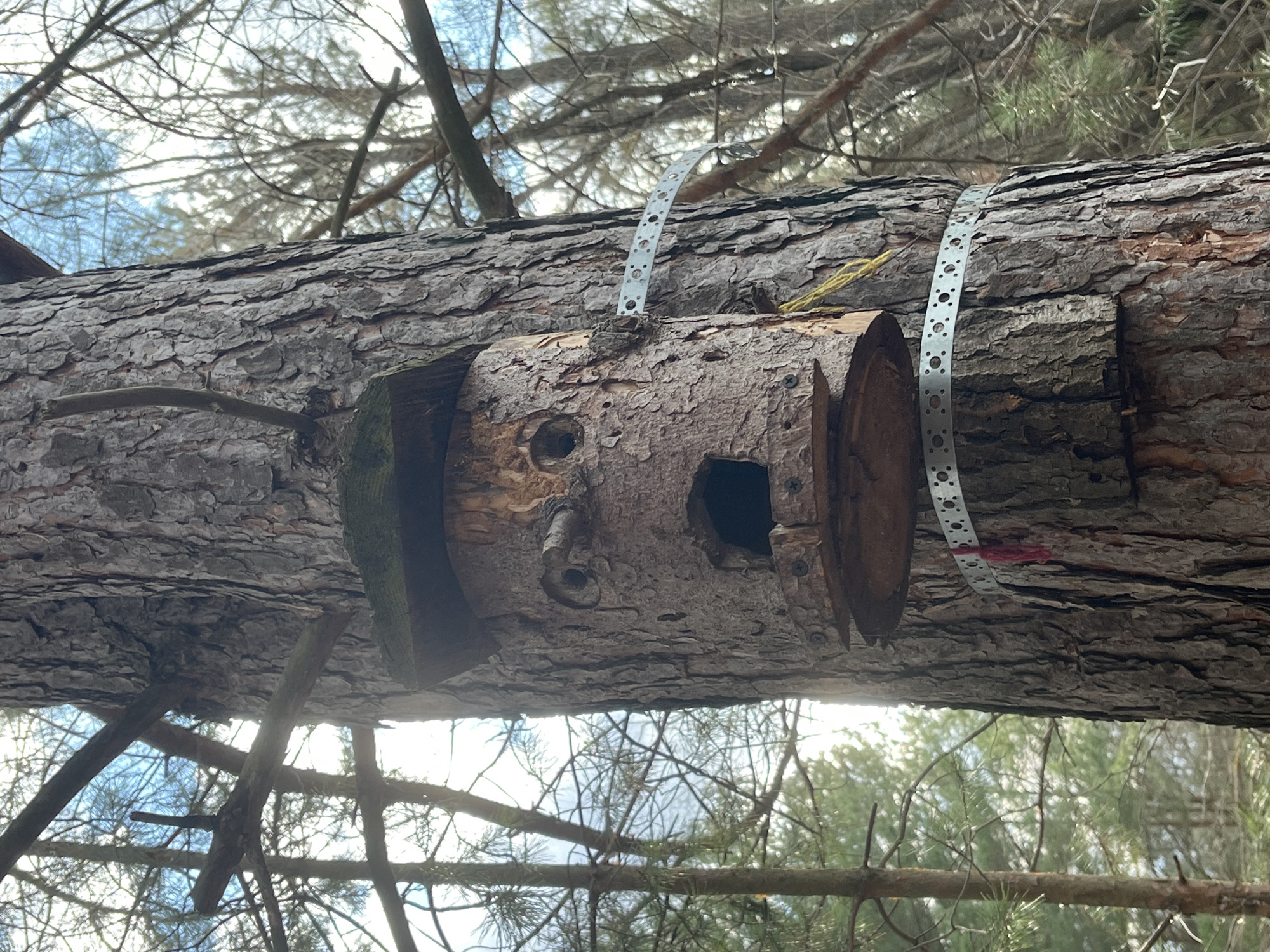 The image captures a detailed view of a rustic birdhouse attached to a large horizontal log in a forest setting in Chaikovsky, Russia. No people are visible.
The central subject is a birdhouse crafted from a section of a smaller log, characterized by its natural, rough bark. It features two circular indentations that resemble eyes and a larger, roughly circular hole below them, serving as the bird entrance, which together give the birdhouse a rudimentary face-like appearance. A small protrusion beneath one "eye" could be interpreted as a nose or perch. The birdhouse is securely fastened to a much larger, horizontal tree trunk or log using two perforated metal straps (band iron), which are screwed into both the birdhouse and the larger log. Yellow string or rope is visible near one of the metal straps.
The background consists of a dense forest canopy. Above the large log, the bright, cloudy sky is visible through a network of bare tree branches. Below the log, more branches, some with pine needles, and glimpses of the sky create a layered effect. The natural light suggests it is daytime, likely late morning or early afternoon. The overall impression is one of a handmade, functional piece integrated into its natural, woodland environment. There is no visible text in the image.