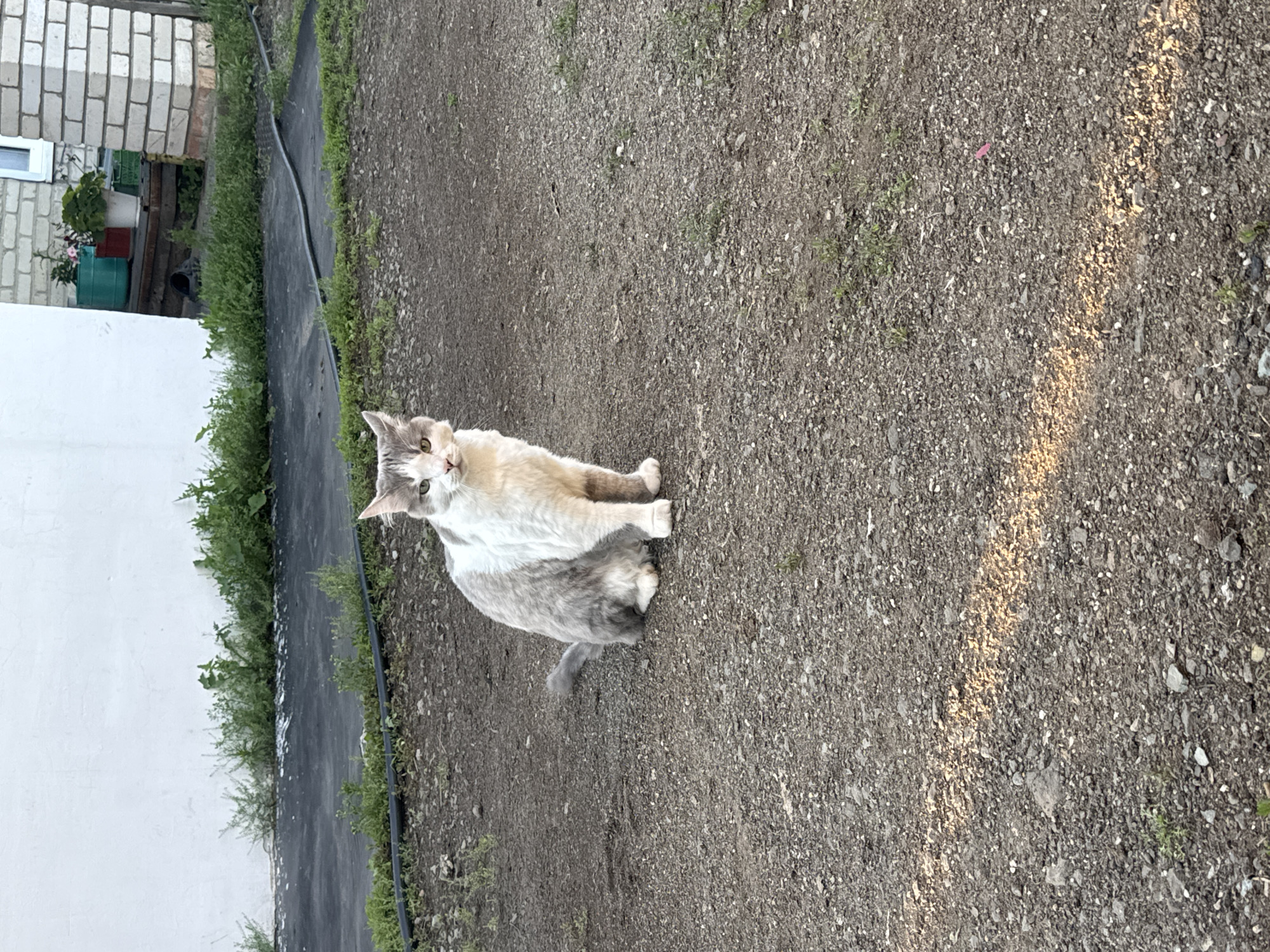 A fluffy, light-colored cat with grey markings sits on a gravel path next to a white wall and a strip of green vegetation. The cat is looking towards the camera with its head tilted slightly. The ground is covered in small grey and brown pebbles, with some sparse green weeds growing among them. To the left, a white wall runs parallel to the vegetation. Behind the vegetation, a brick building is visible with a white window. The image appears to be taken outdoors during daylight, with shadows suggesting it could be late afternoon or early morning. The cat's fur is fluffy, and its eyes are a light green or amber color. The overall scene is a simple outdoor setting, possibly a backyard or a path in a residential area.