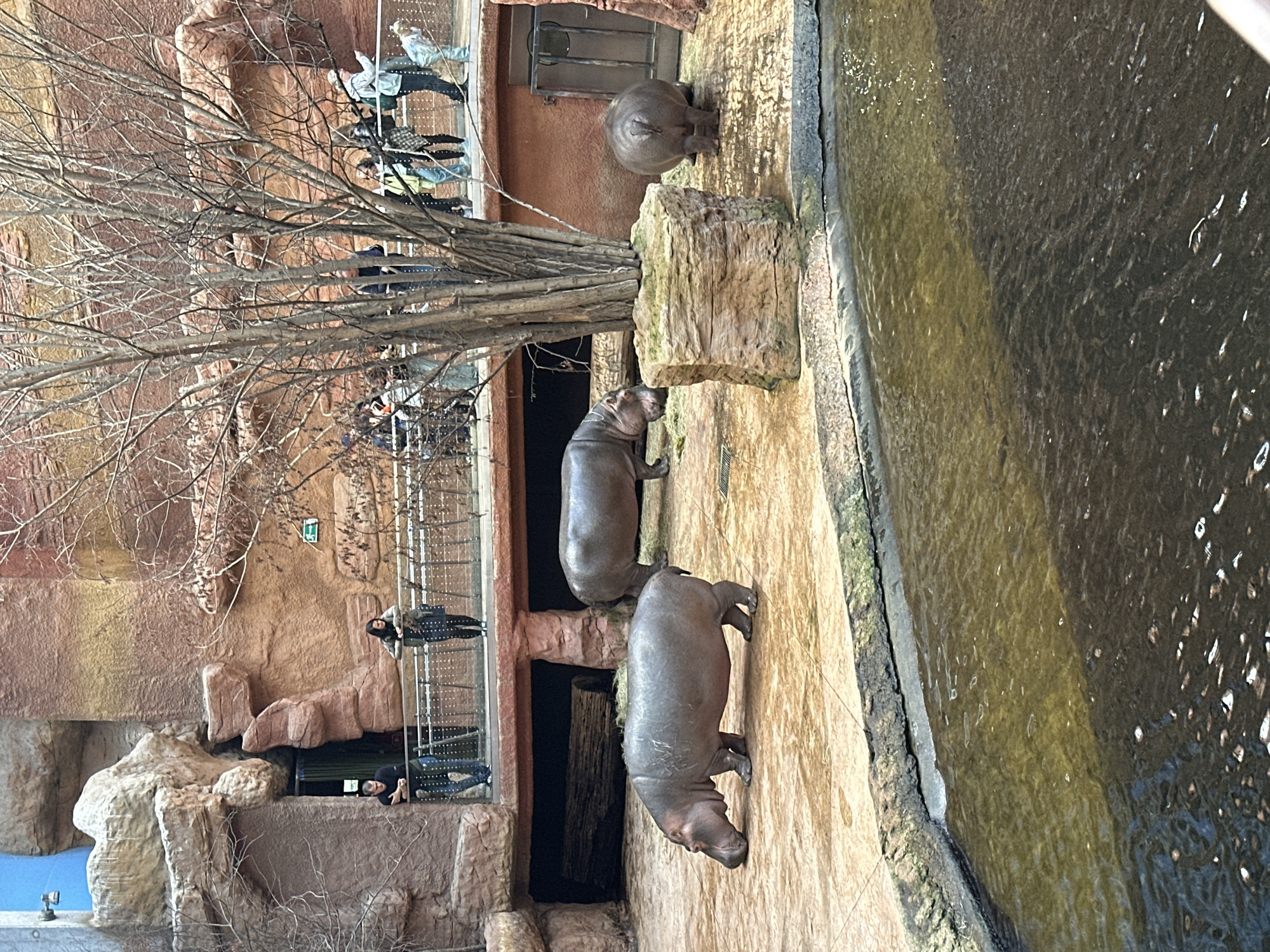 The image depicts a hippopotamus enclosure at the Wrocław Zoo in Wrocław, Poland. Three hippos are visible: one partially submerged near the water's edge and two standing on a platform. A group of people are observing the hippos from an elevated viewing area with a metal fence. The environment consists of artificial rock formations and a pool of water. A bare tree is in the foreground, partially obscuring the scene.