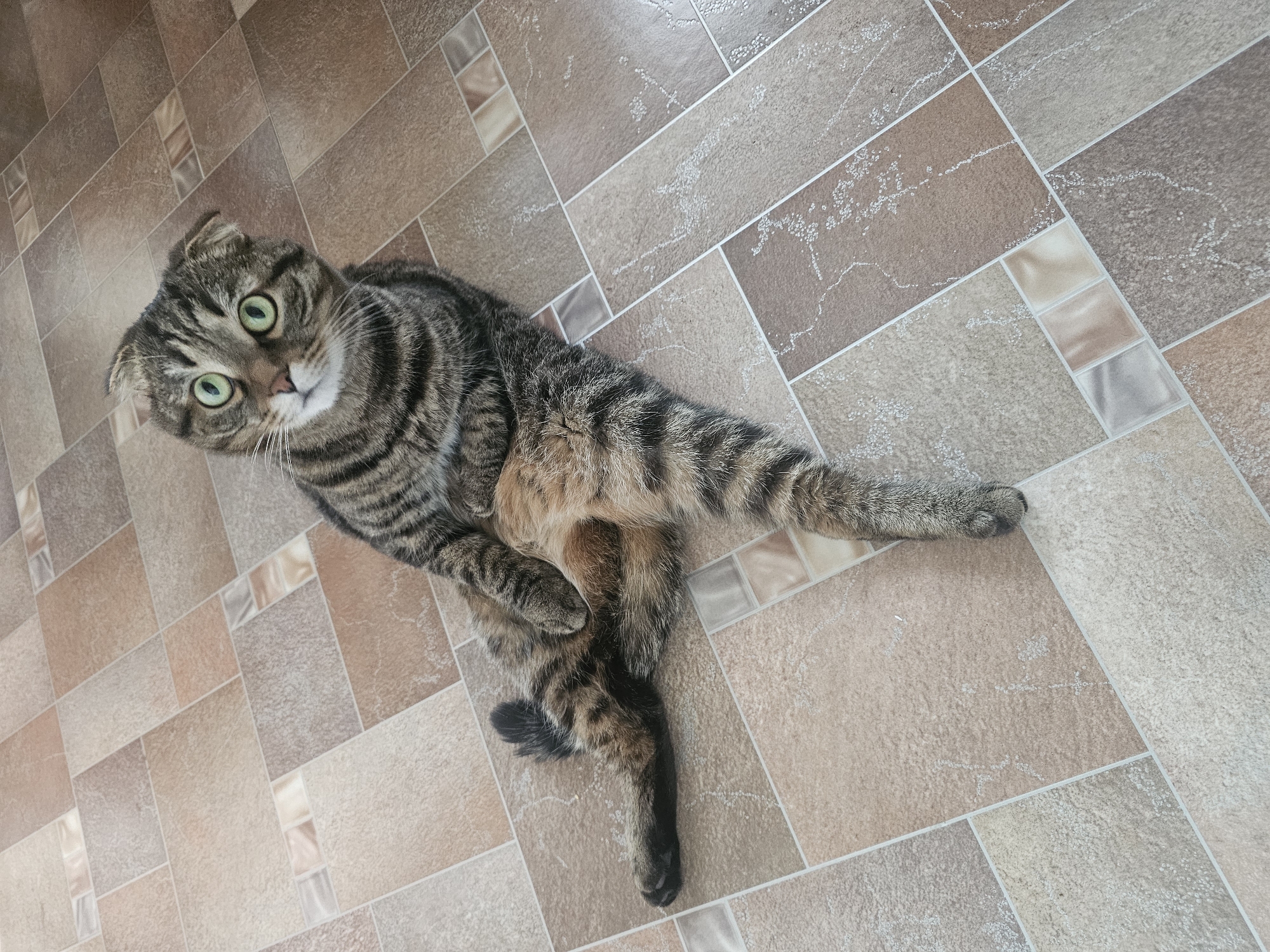 An overhead, slightly high-angle shot captures a domestic tabby cat lying playfully on a tiled floor. The cat, likely a Scottish Fold given its distinct folded ears, has striking bright green eyes, a pink nose, and prominent white whiskers. Its fur is a mix of grey and brown stripes, with lighter fur on its belly. The cat's head is tilted slightly, and its wide-open eyes look directly at the camera, conveying curiosity and alertness. Its body is splayed out on the floor, with its front paws tucked and its hind legs extended, one lifted slightly.
The setting is an indoor space in Chaikovsky, Russia, with the cat resting on a patterned tiled floor. The rectangular floor tiles are arranged in a diagonal or staggered pattern, featuring various shades of earthy browns, beige, and grey. Many of the larger tiles exhibit a subtly textured, speckled appearance. Interspersed throughout the pattern are smaller, square, glossy accent tiles in warm tones like beige, light brown, and silver-grey, adding visual interest. The lighting appears bright and natural, suggesting it is daytime. No people or visible text are present in the image.