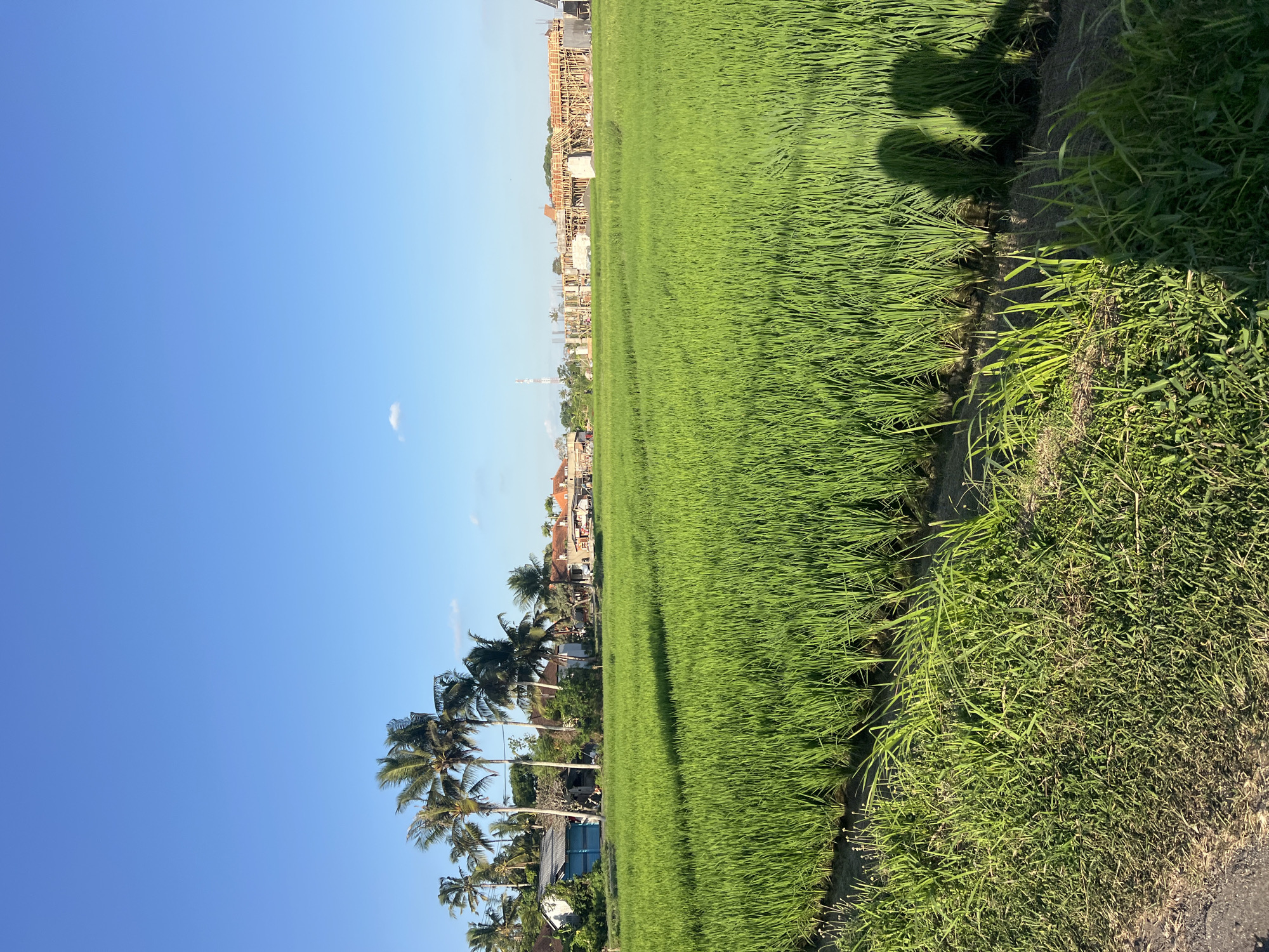 In Kediri, Indonesia, a vibrant green rice field stretches towards a clear blue sky. In the foreground, lush grass grows along the edge of the field, with the shadows of two people falling across the rice paddies. Beyond the field, a cluster of buildings, including houses and structures under construction, are visible, interspersed with palm trees. A telecommunications tower can be seen in the distance. The scene appears to capture a rural or semi-rural area on a bright, sunny day.