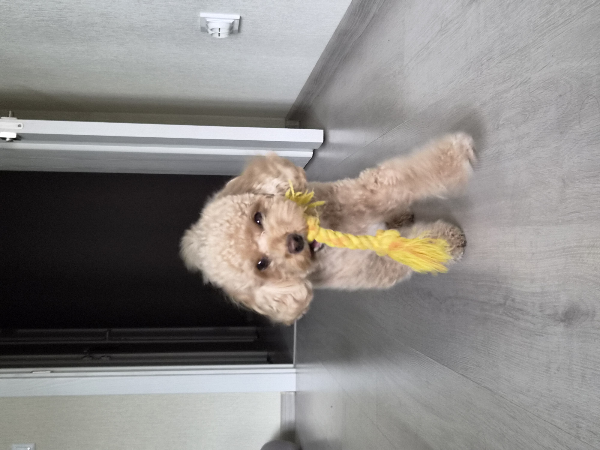 An apricot-colored poodle is in motion indoors, holding a yellow rope toy in its mouth. The dog is walking towards the camera on a light gray laminate floor. In the background, there are doorways and light-colored walls with a textured finish. The lighting suggests an indoor environment, possibly a residential setting in Kudrovo, Russia.