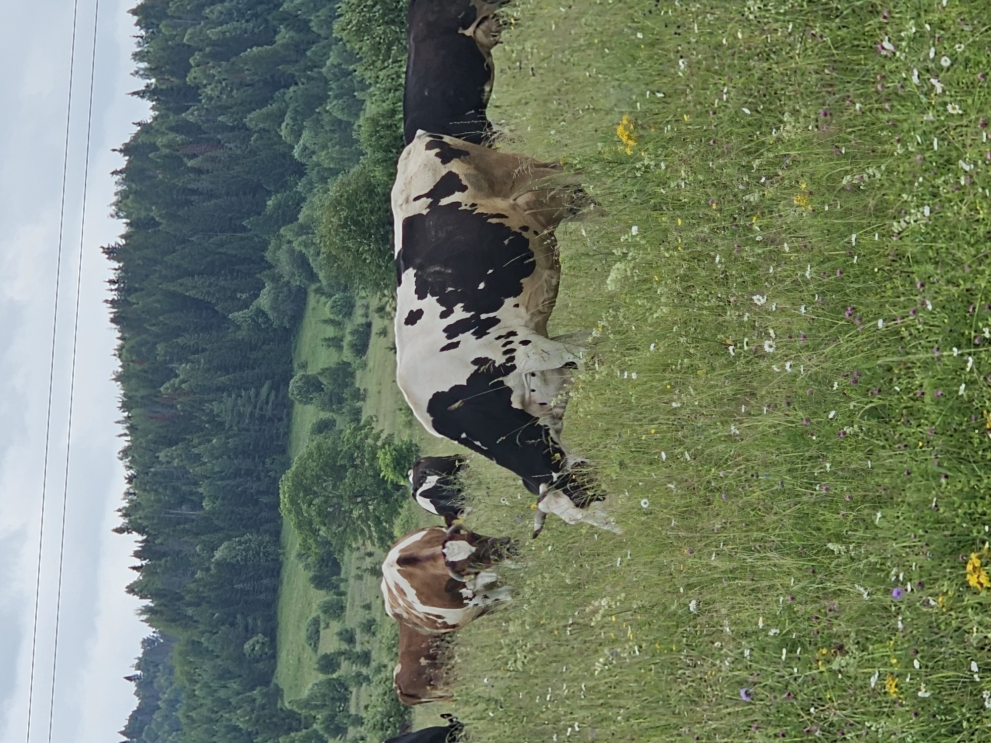 This media file depicts a pastoral scene in Kalinovka, Russia, featuring several cows grazing in a lush, wildflower-dotted meadow. The foreground is dominated by a black and white speckled cow, facing away from the viewer, its head down as it eats. Behind it, a portion of a solid black cow is visible. Further to the left, a brown and white cow is also grazing, its head bent towards the grass. The meadow is a vibrant green, interspersed with numerous small wildflowers in white, purple, and yellow, suggesting a mild, sunny day in late spring or summer.
In the background, a dense, dark green forest rises, its trees closely packed together, creating a stark contrast with the open meadow. The tree line extends across the horizon, hinting at a hilly or mountainous terrain. Above the forest, a pale, overcast sky is visible, with thin power lines stretching horizontally across the left side of the frame. The overall atmosphere is one of tranquility and natural beauty, characteristic of a rural countryside. No people are visible in the image. The time of day appears to be daytime, with diffused light suggesting it could be overcast or late afternoon. No text is visible in the media file.